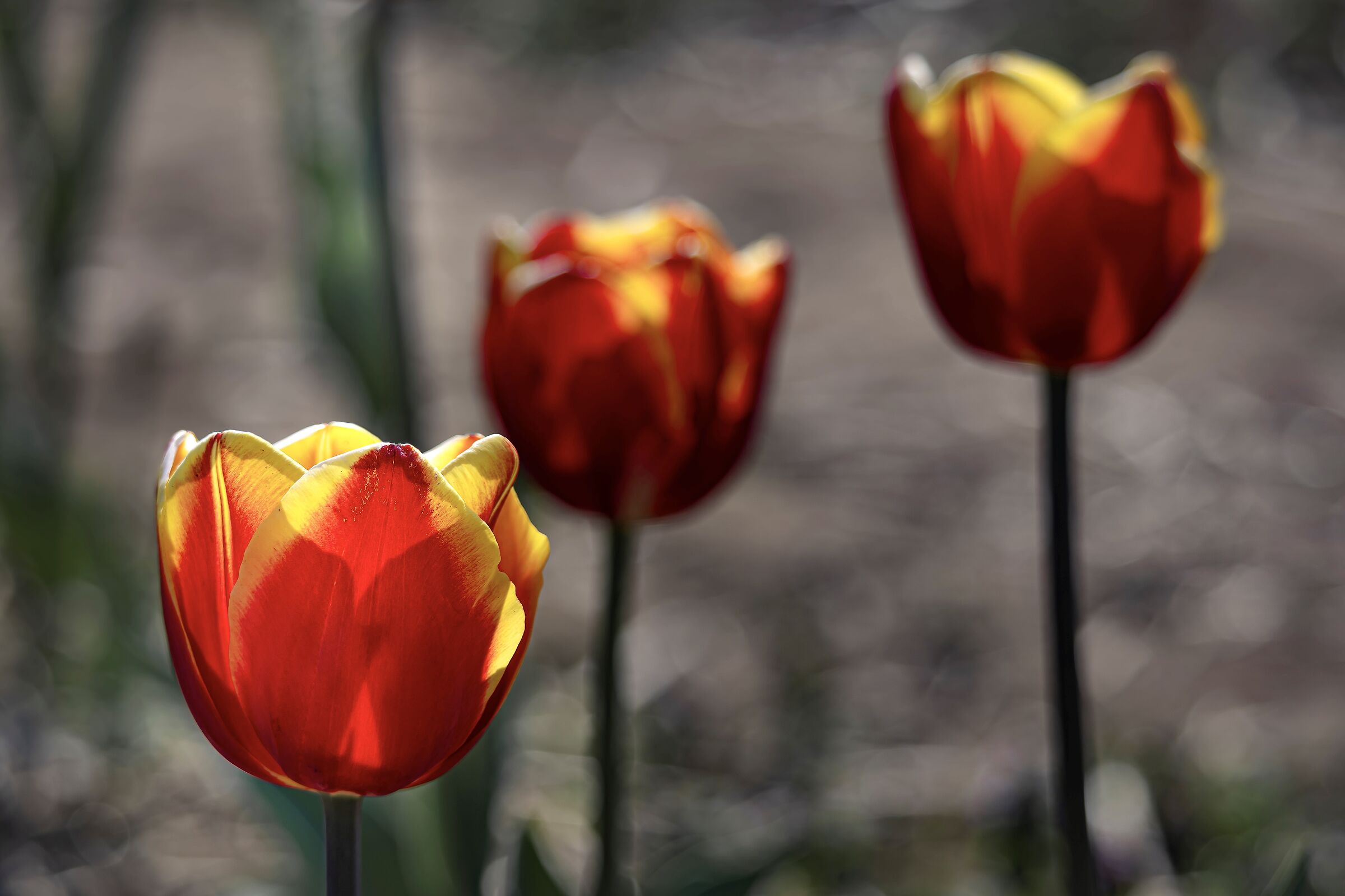 Tulipani in primo piano 1