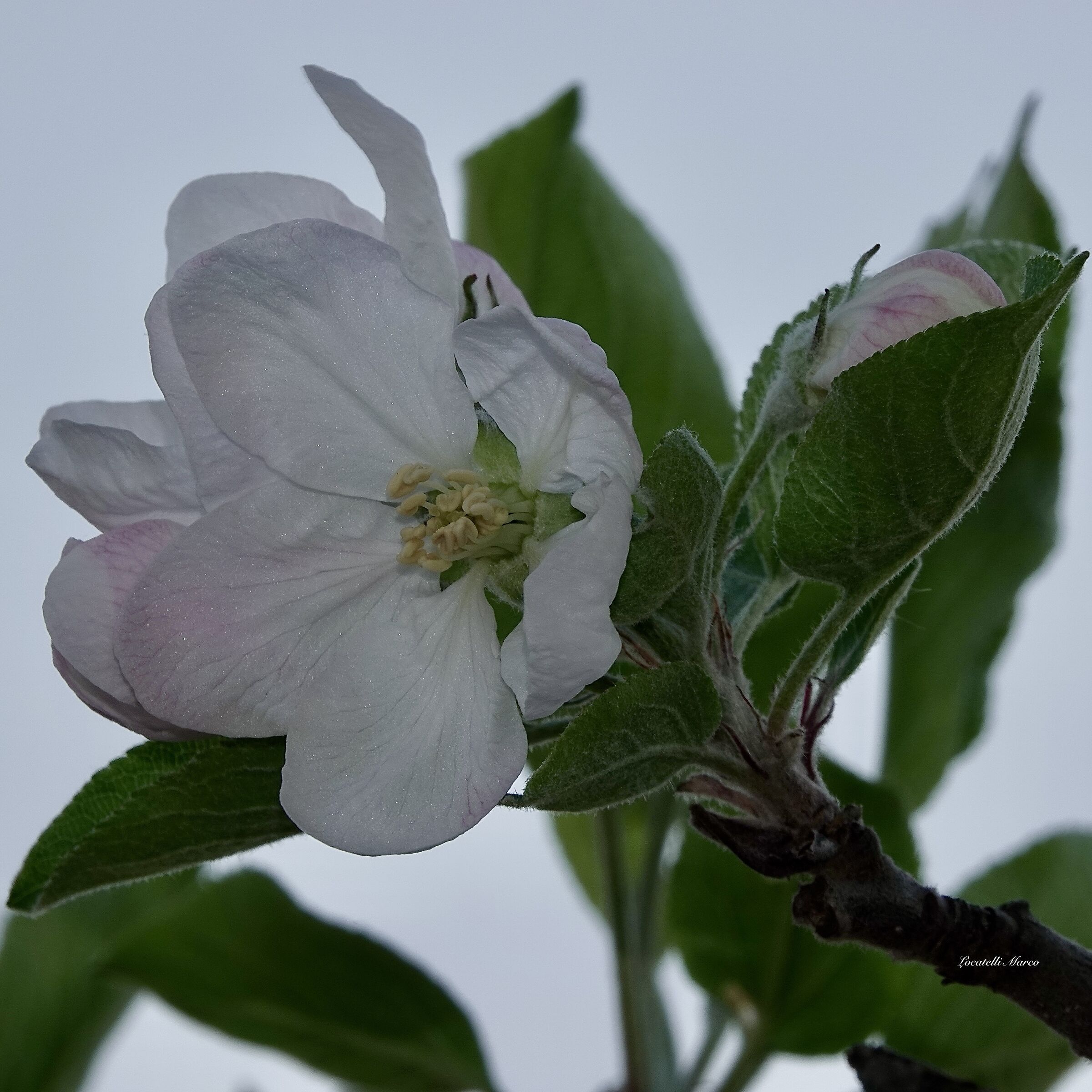 Apple tree