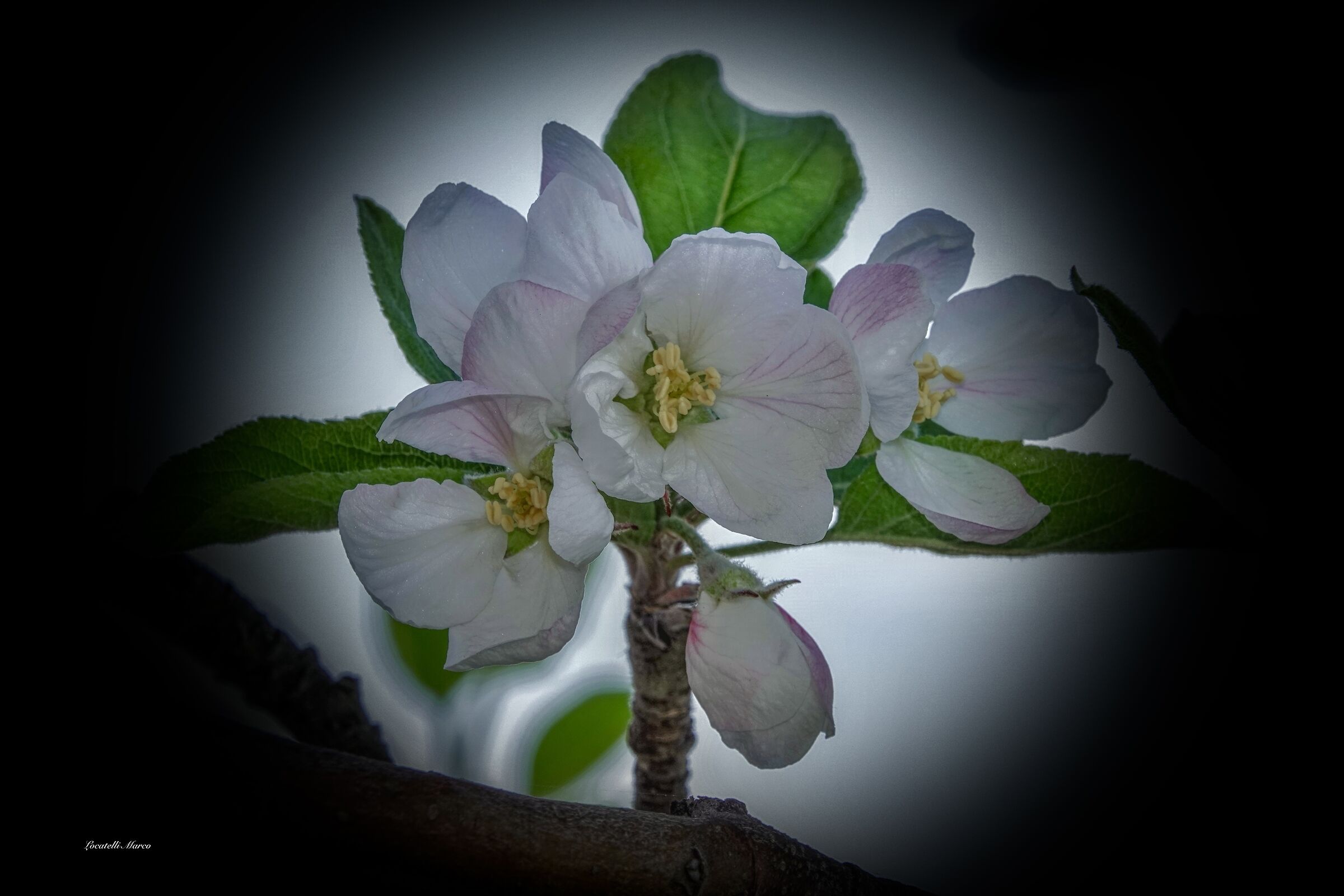 Apple tree