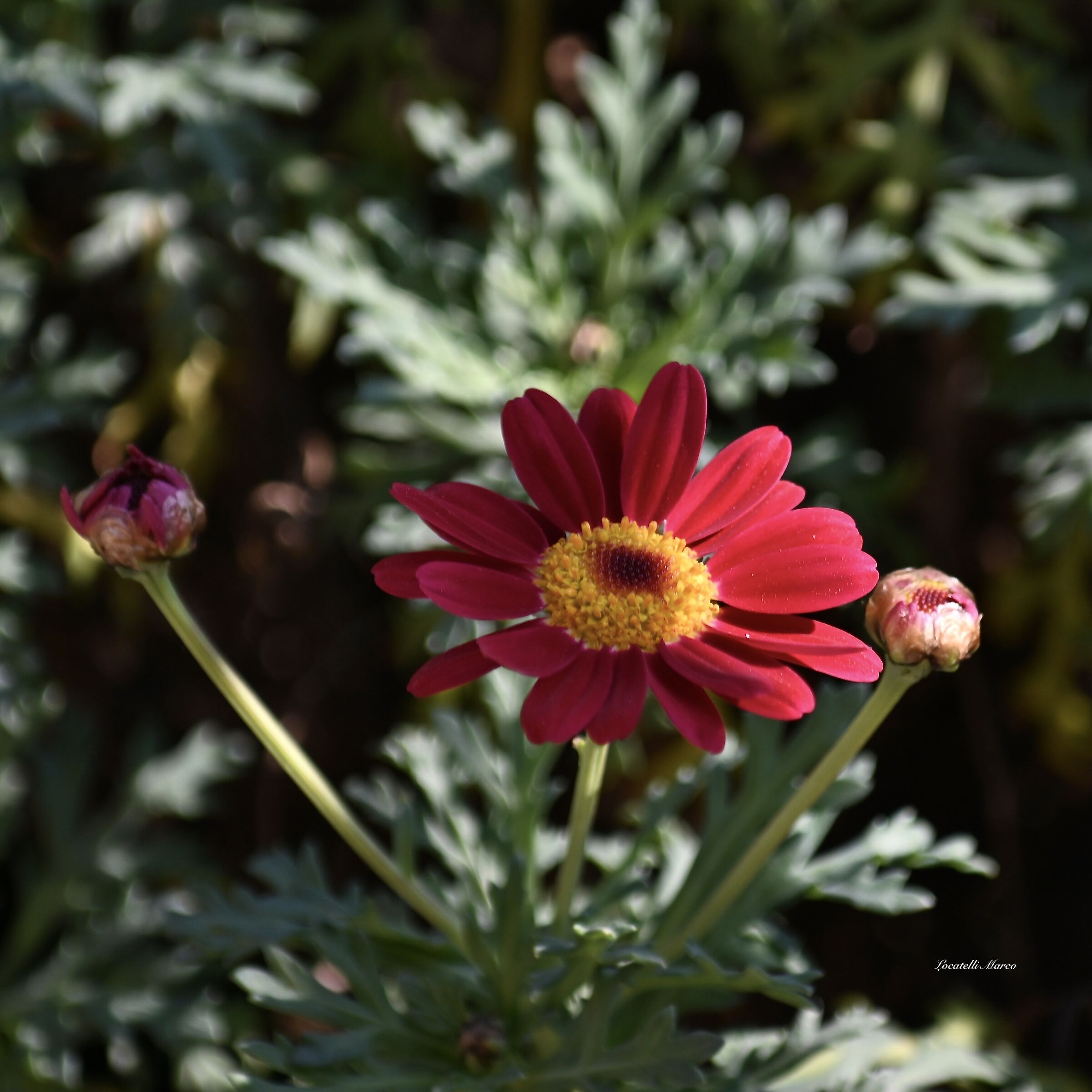 Daisy