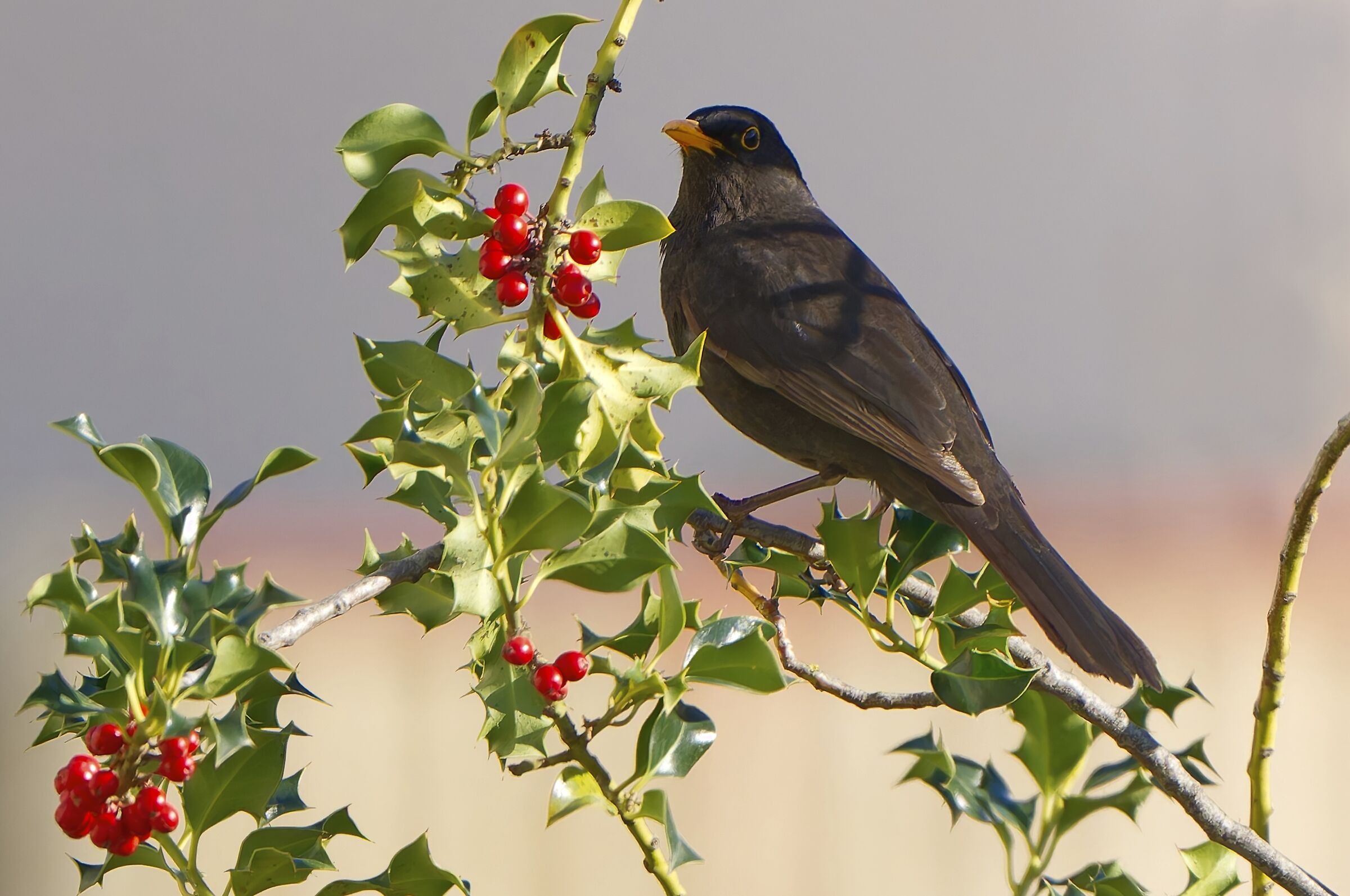 The holly of the blackbird
