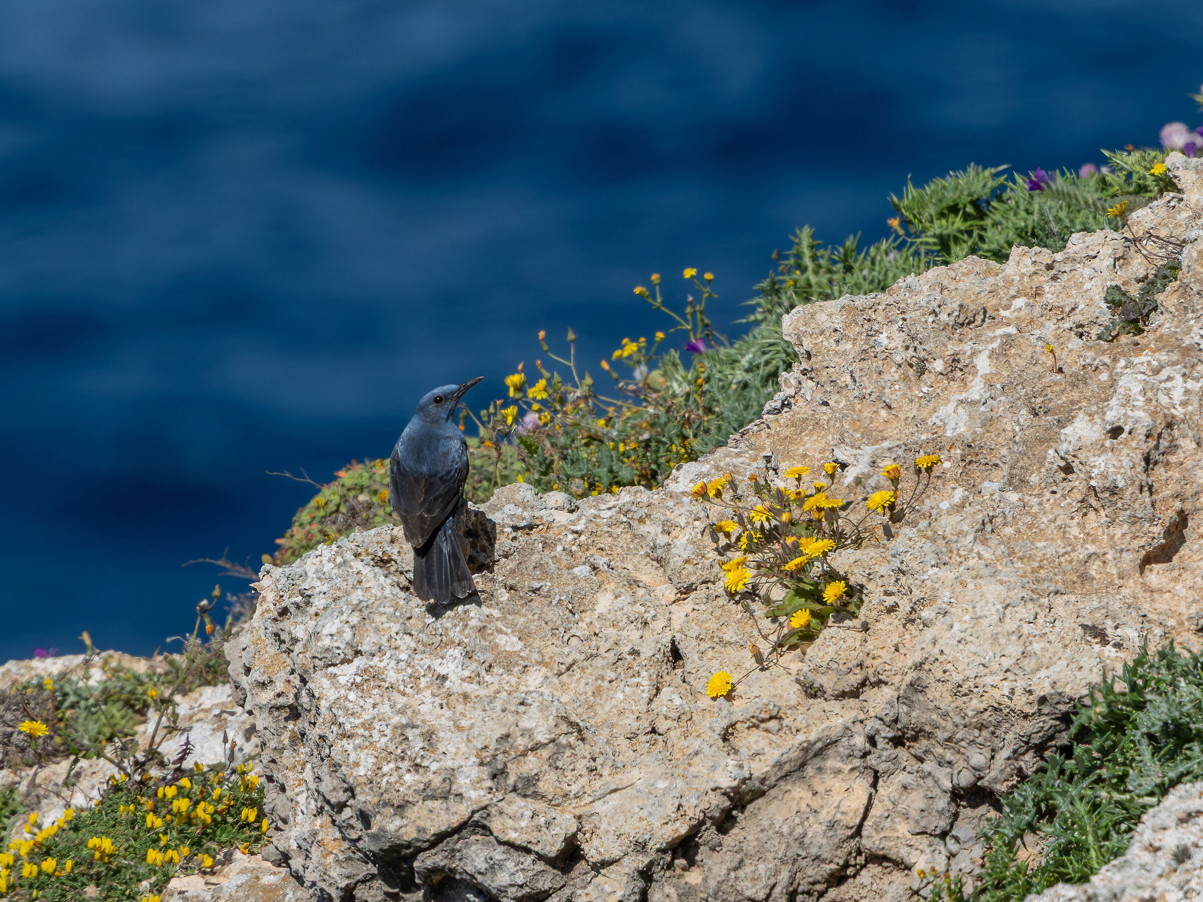Blue rock thrush