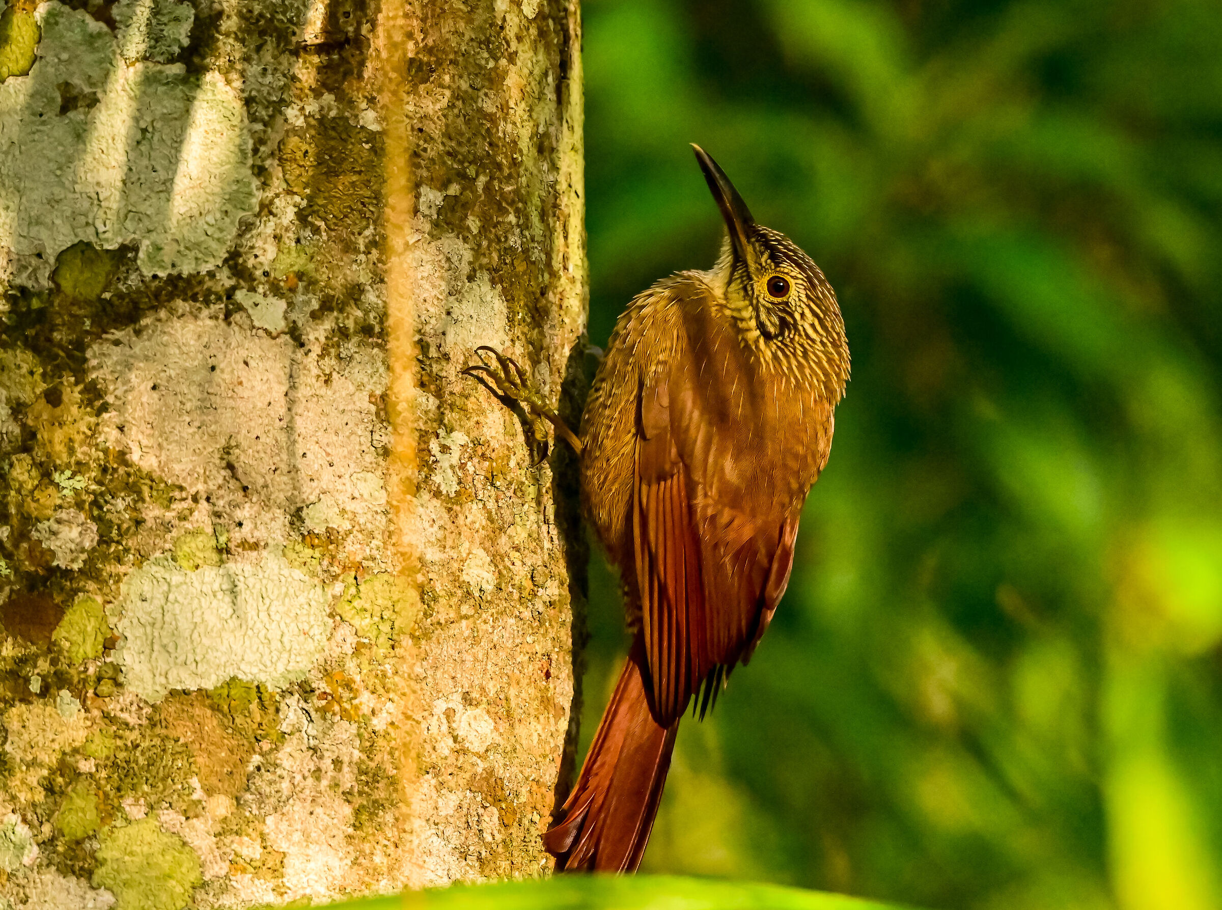 The Treecreeper