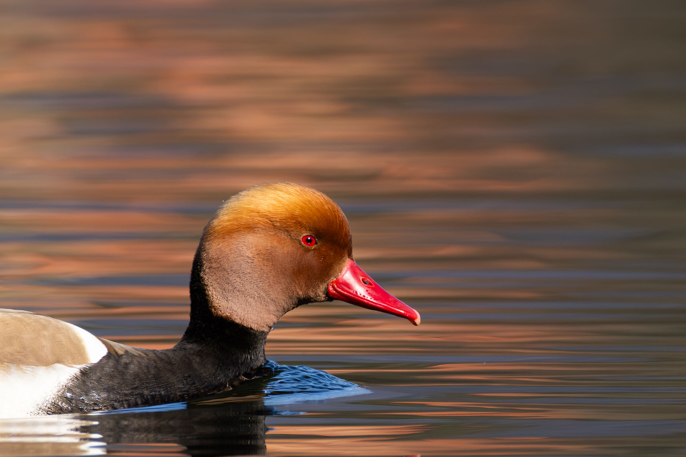 Pochard - Brianza