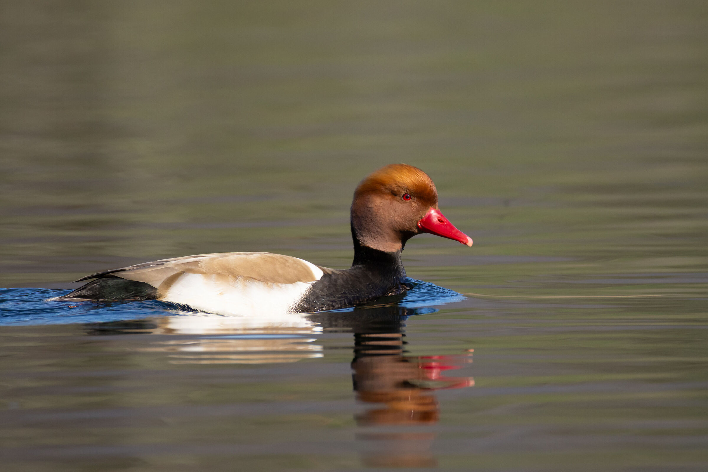 Fistione Turco - Brianza