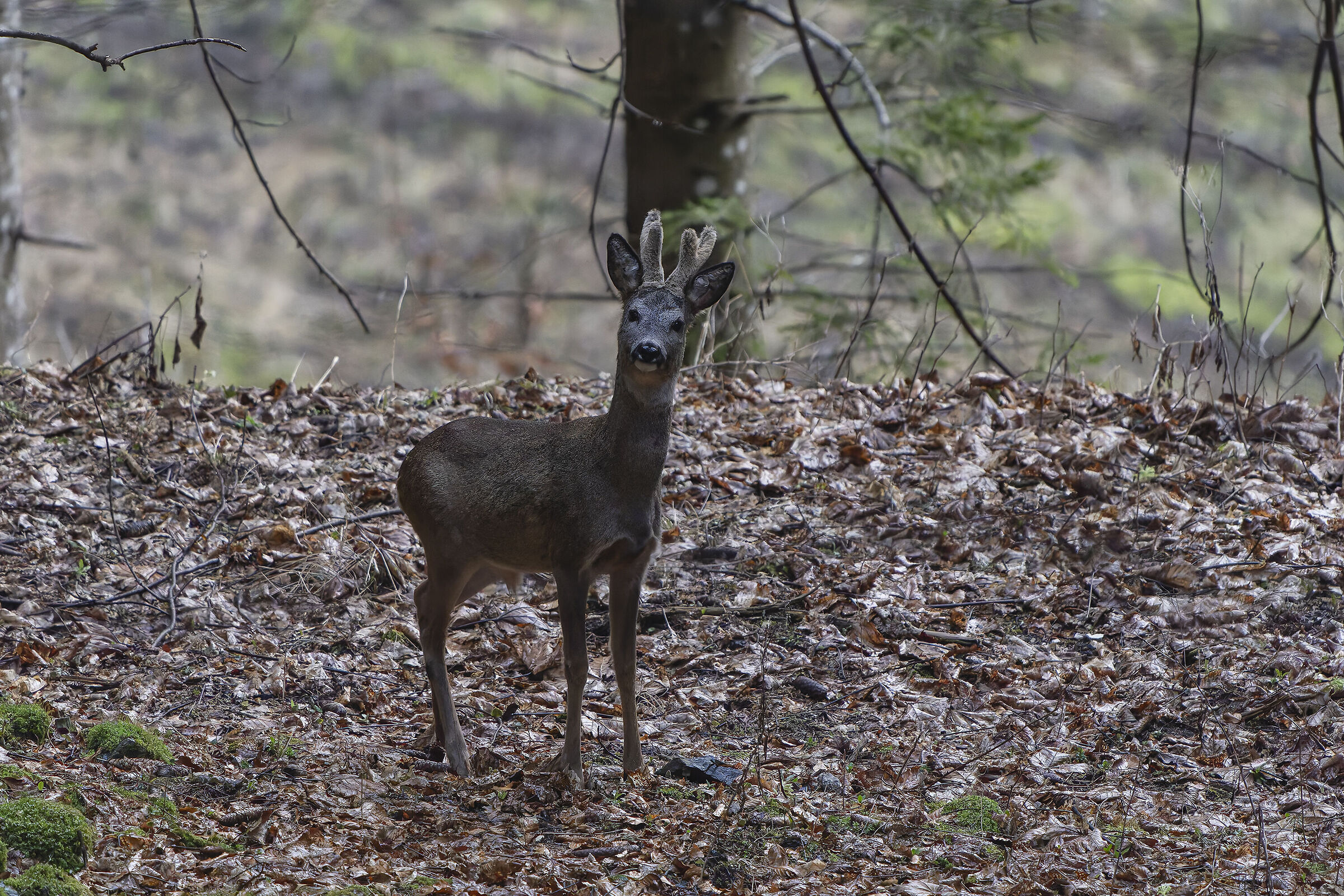 Capriolo all'imbrunire