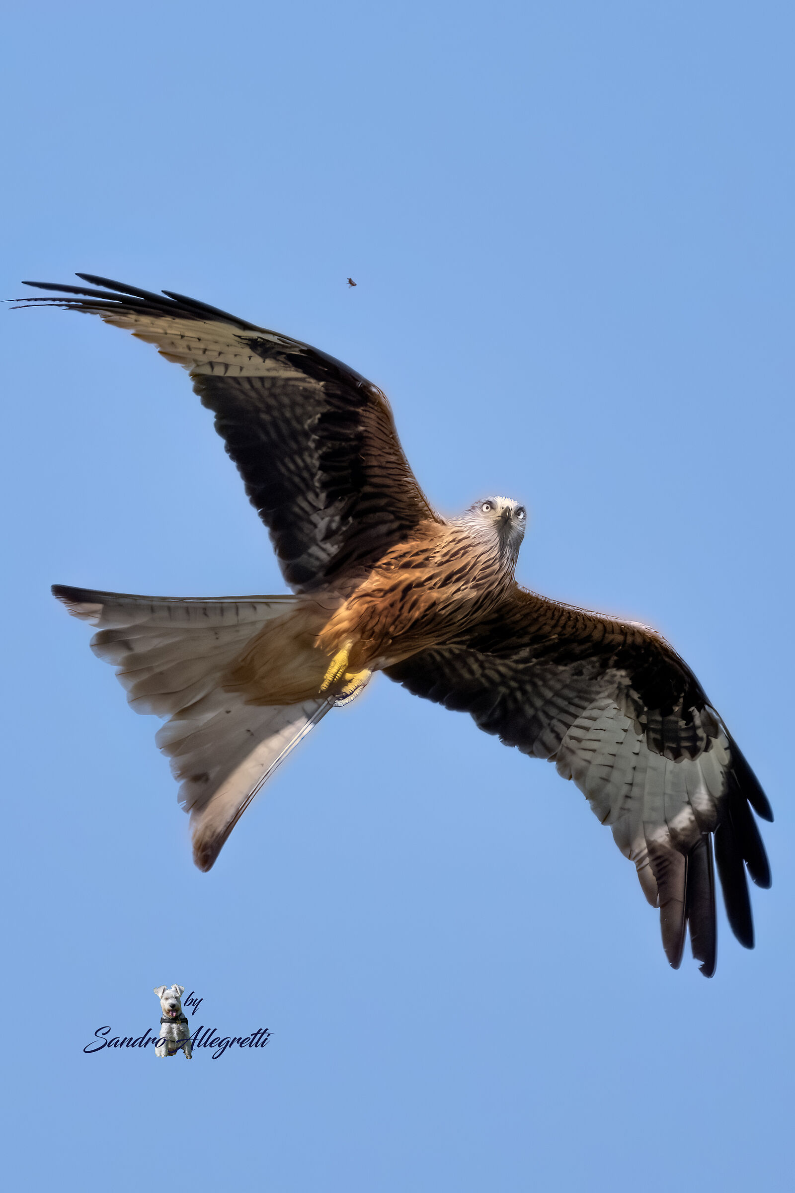 Il nibbio reale (Milvus milvus)