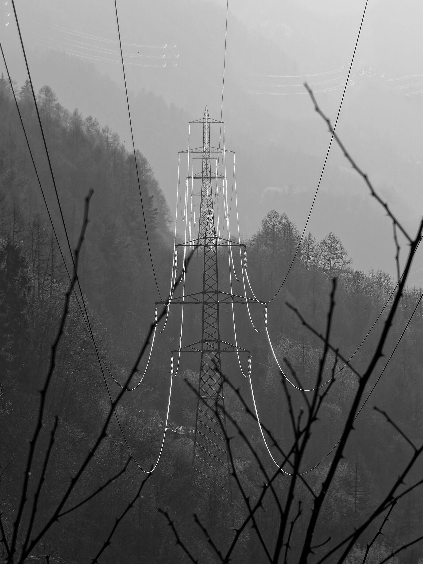 TARTANO_2019 (_1010078-2)