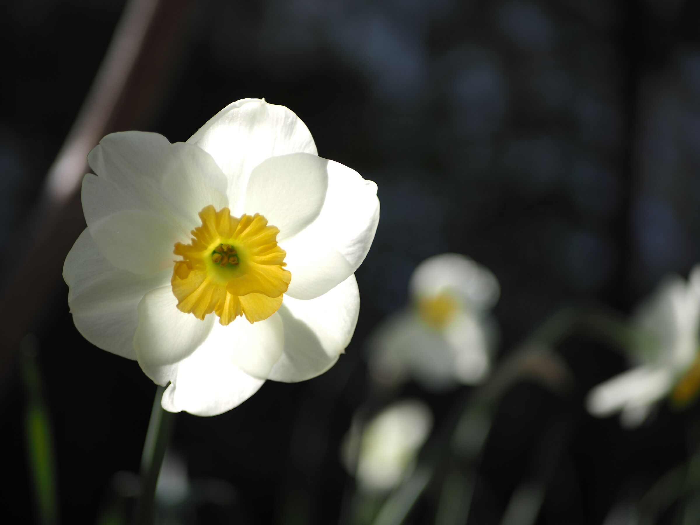 Narcissus L.