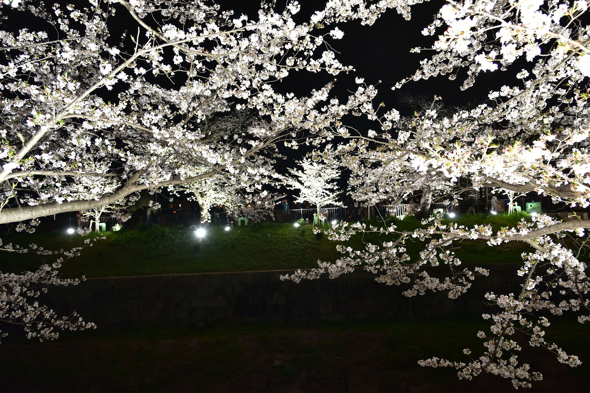Sakura at night