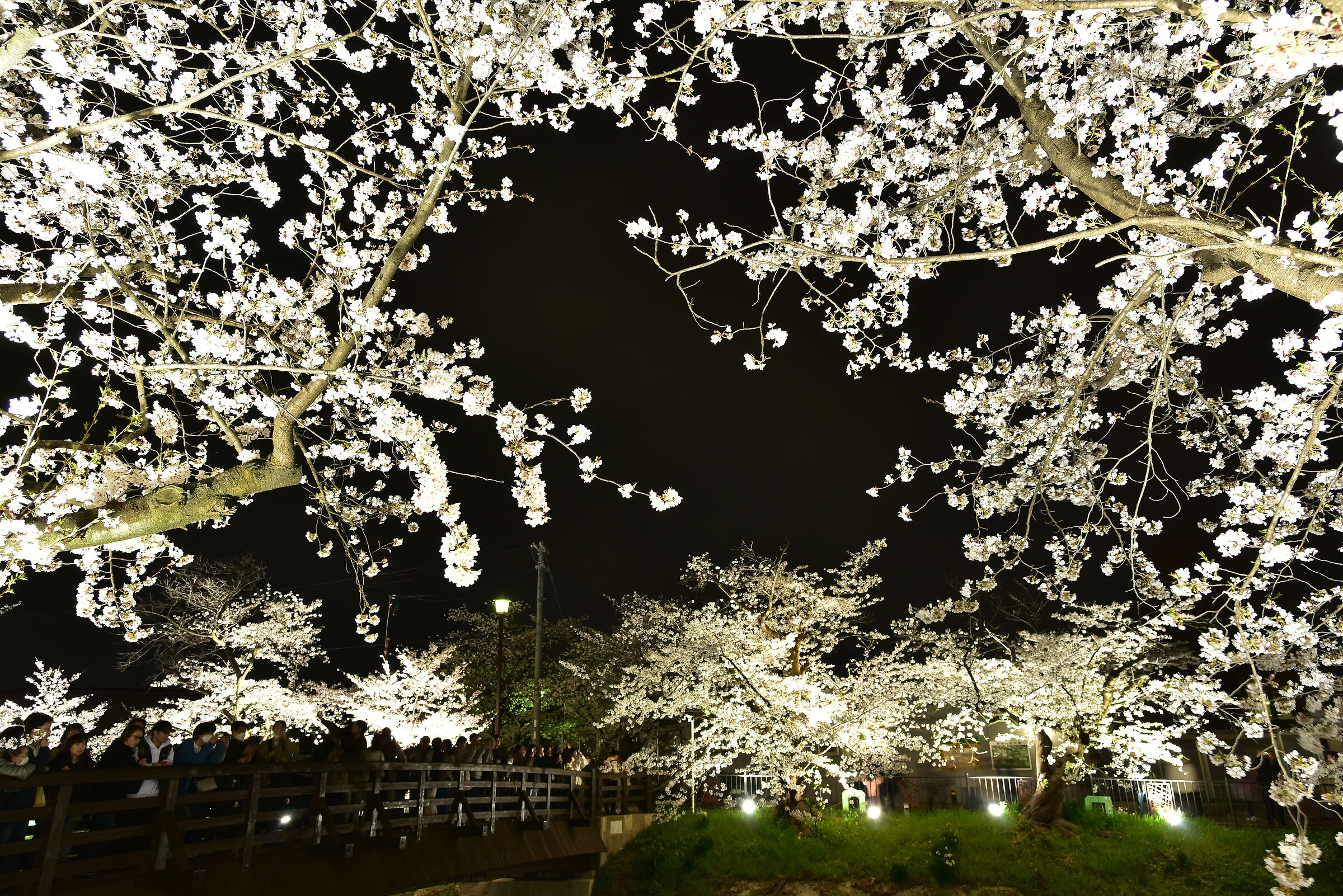 Sakura at night
