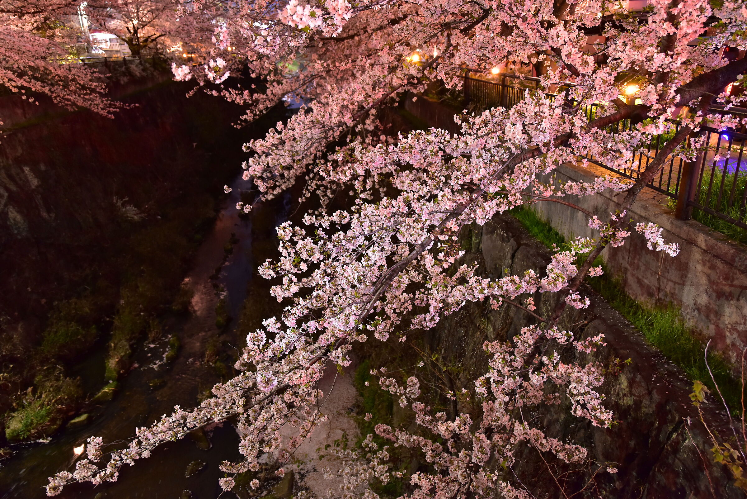 Sakura at night