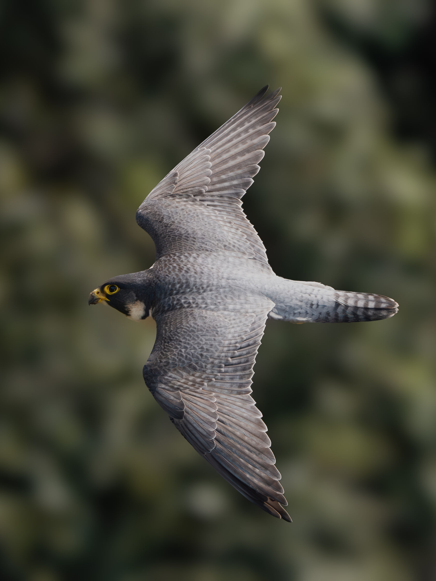 Peregrine falcon in flight