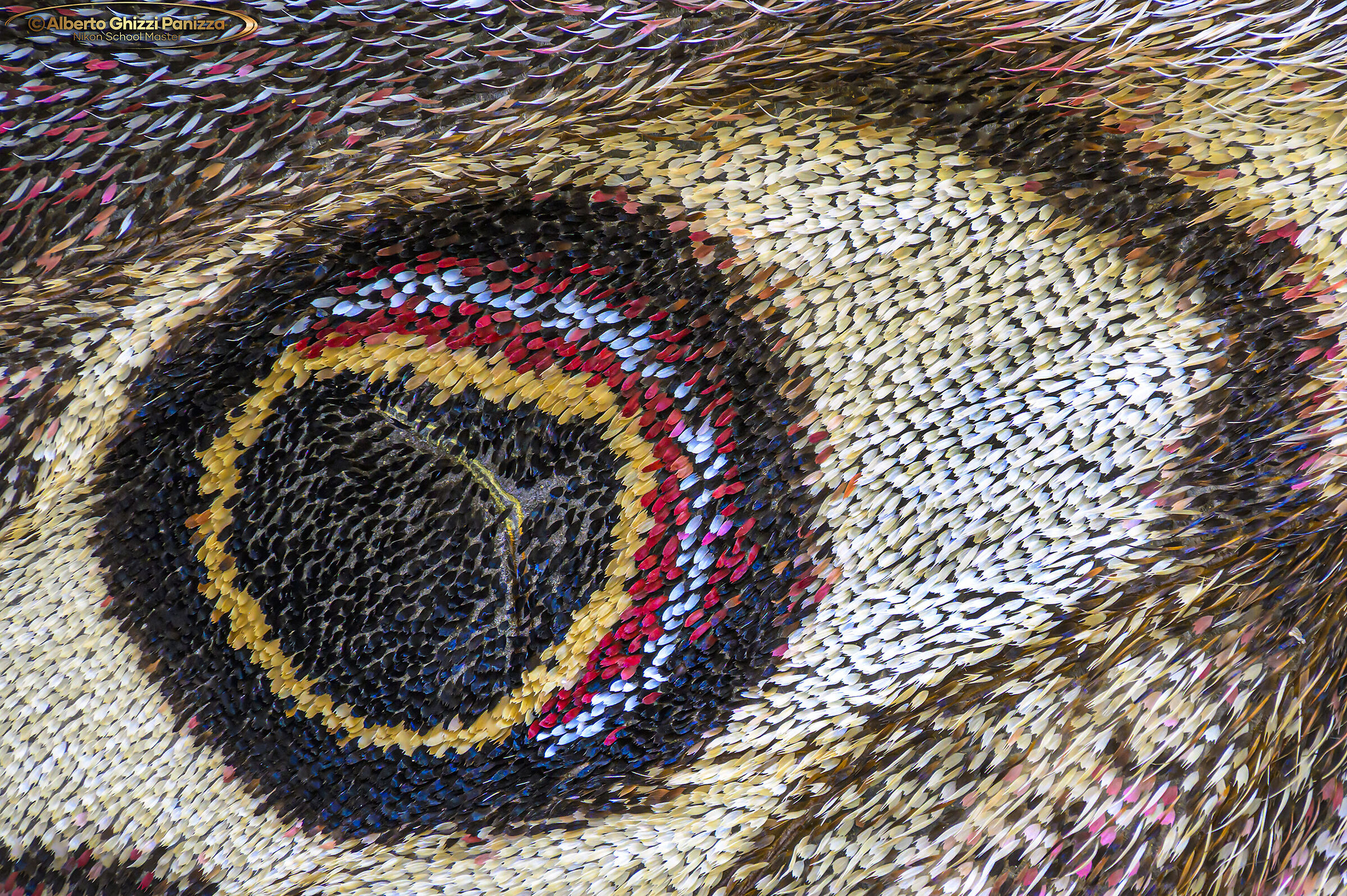 Dettaglio dell'ala di una Saturnia Pavoniella #3