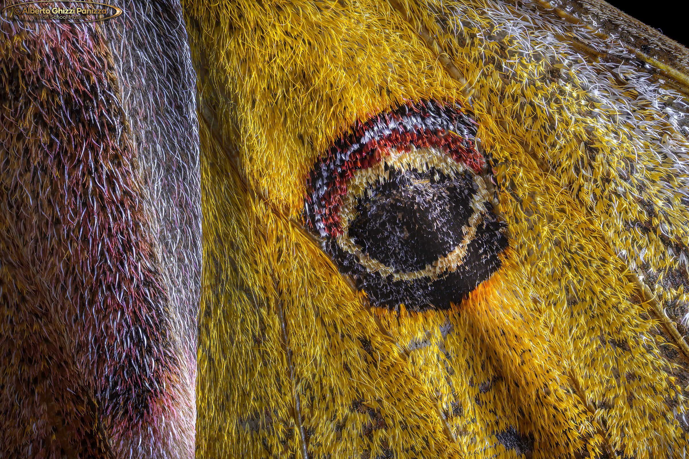 Dettaglio dell'ala interna di Saturnia Pavoniella