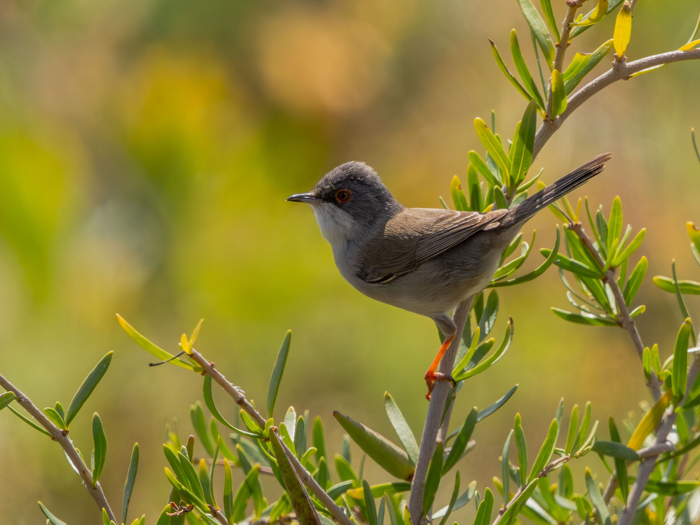 Sardinian warbler