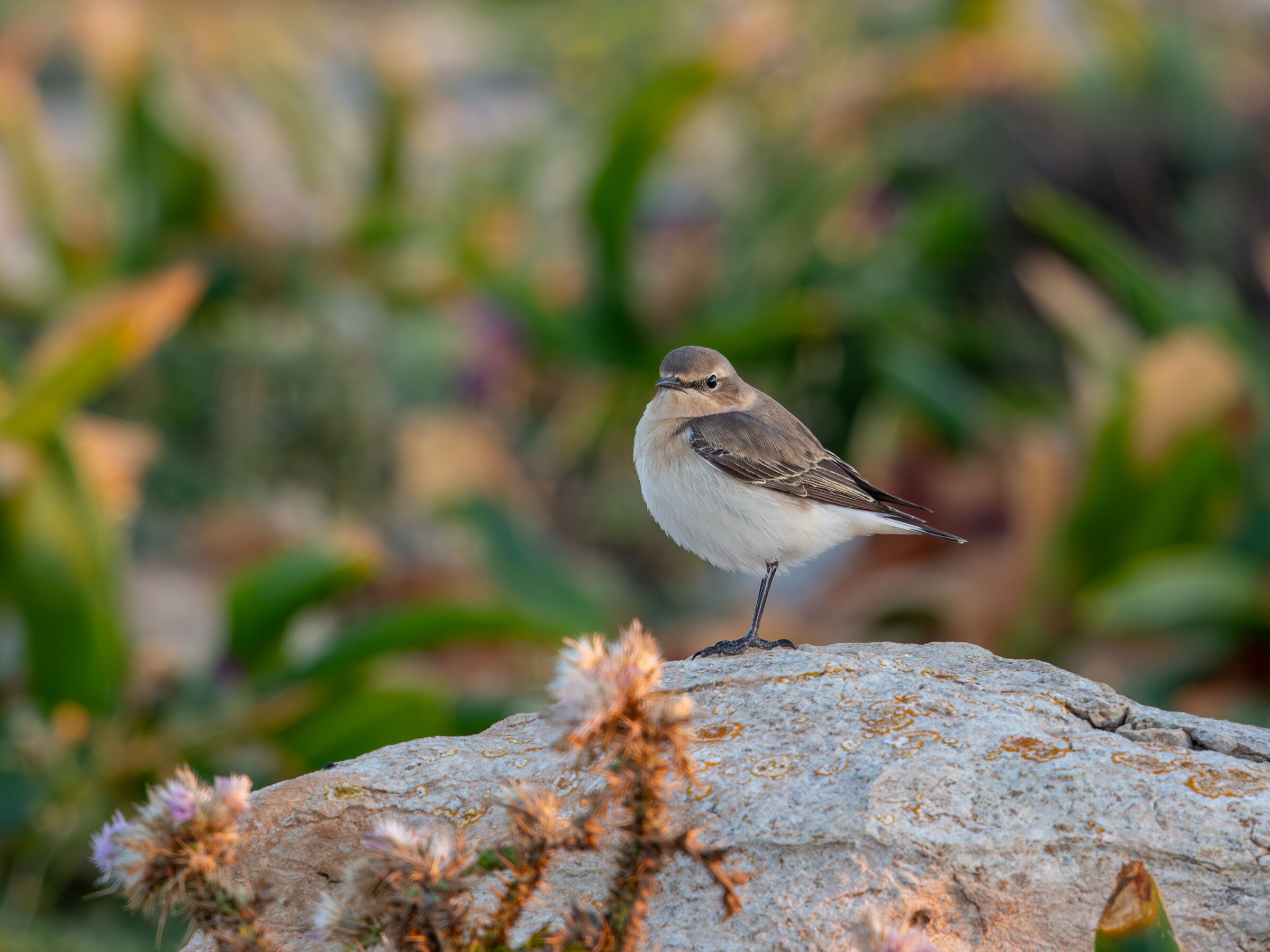 Northern wheatear