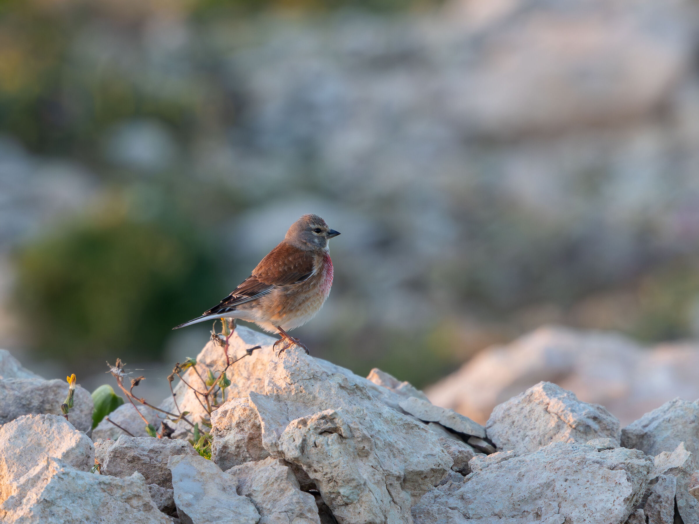 Linnet
