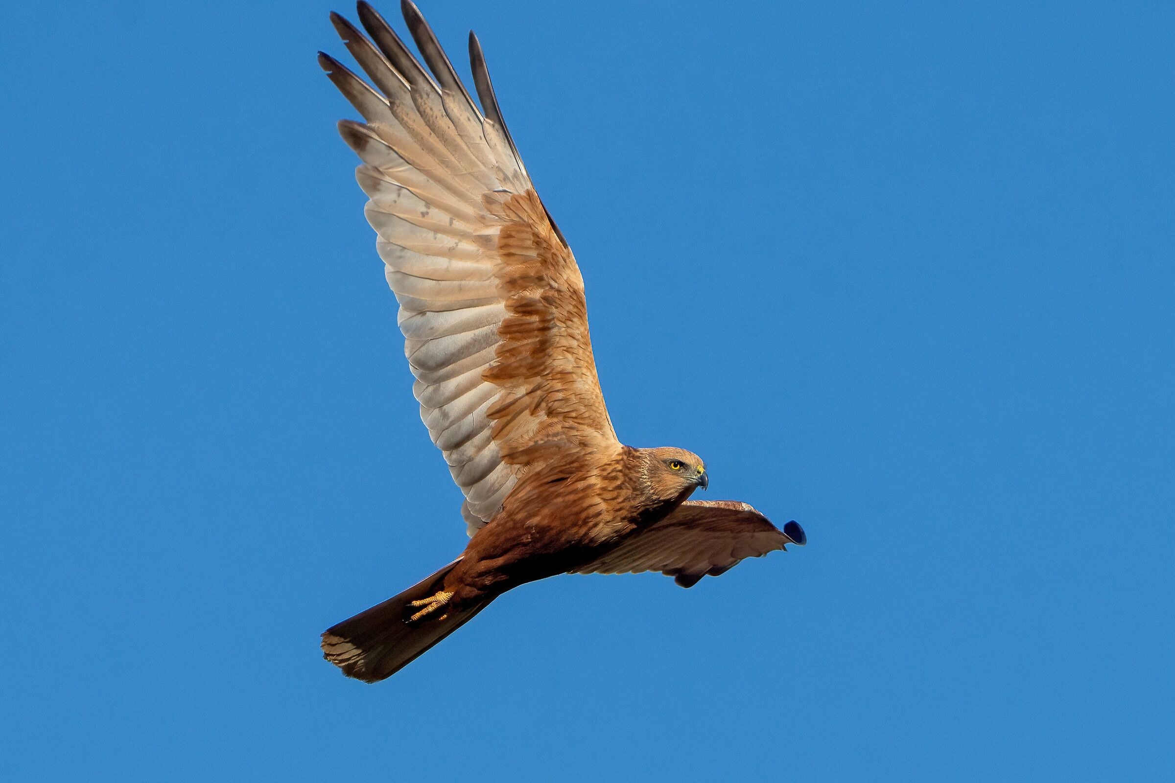 Male Marsh Harrier (Circus aeruginosus)