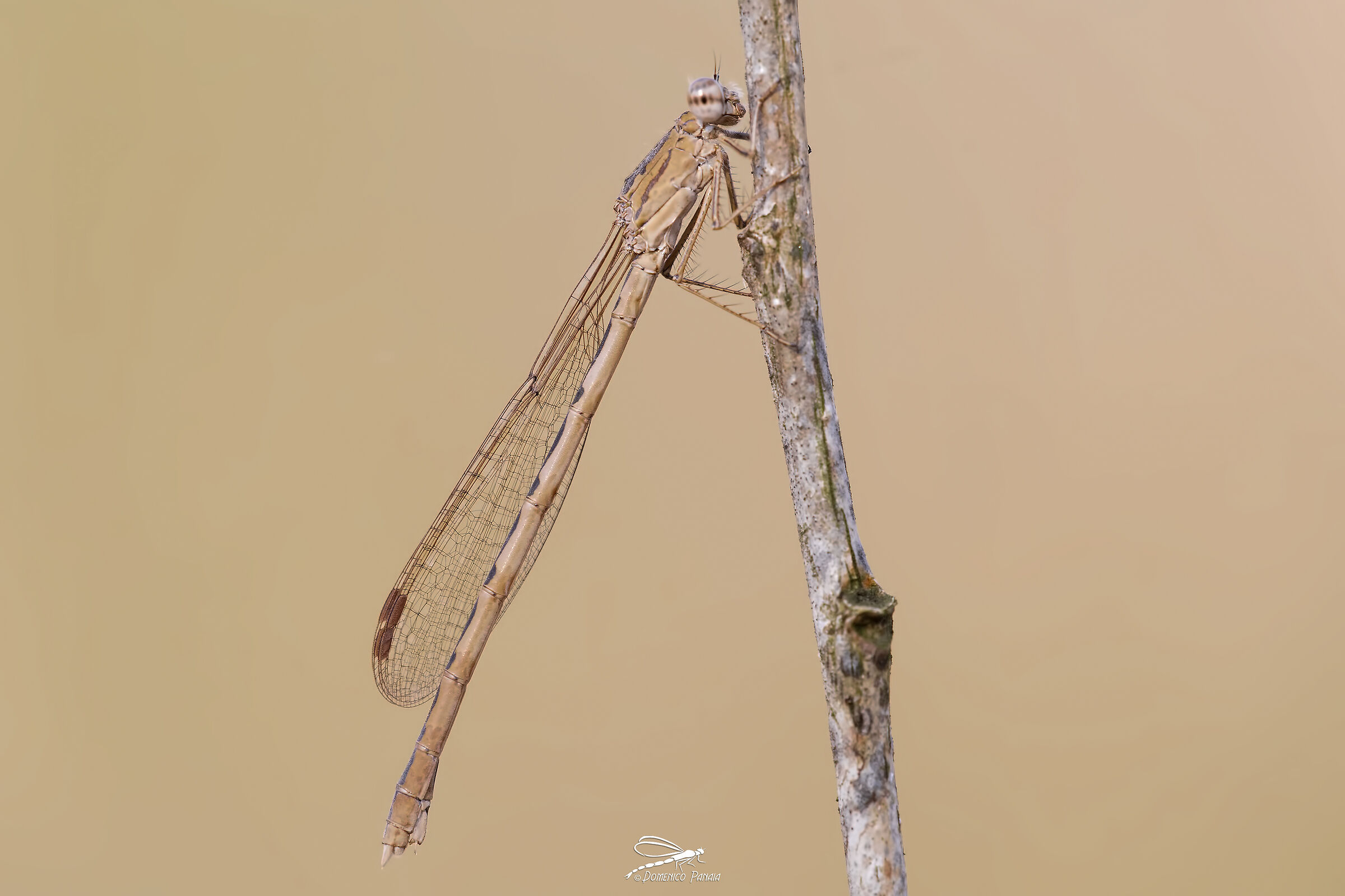 sympecma peadisca