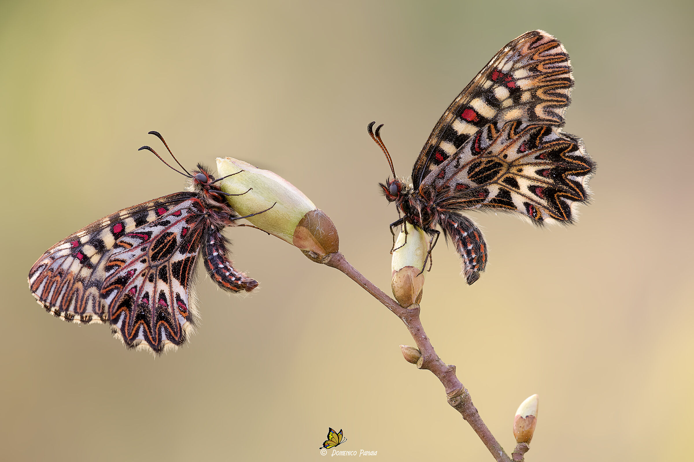 zerynthia polyxena