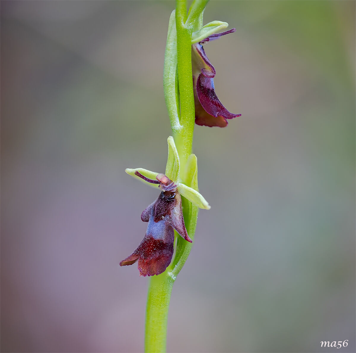 Ophrys Insectifera