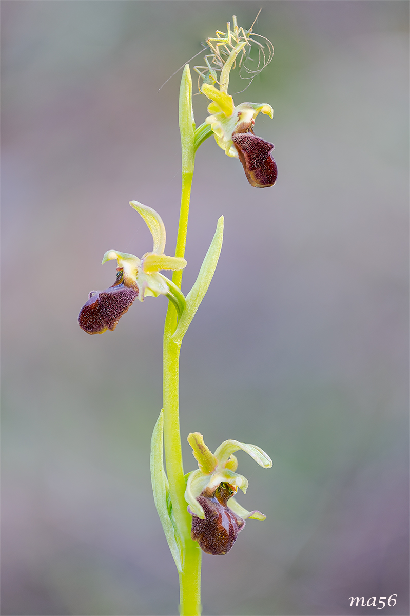 Ophrys Sphegodes