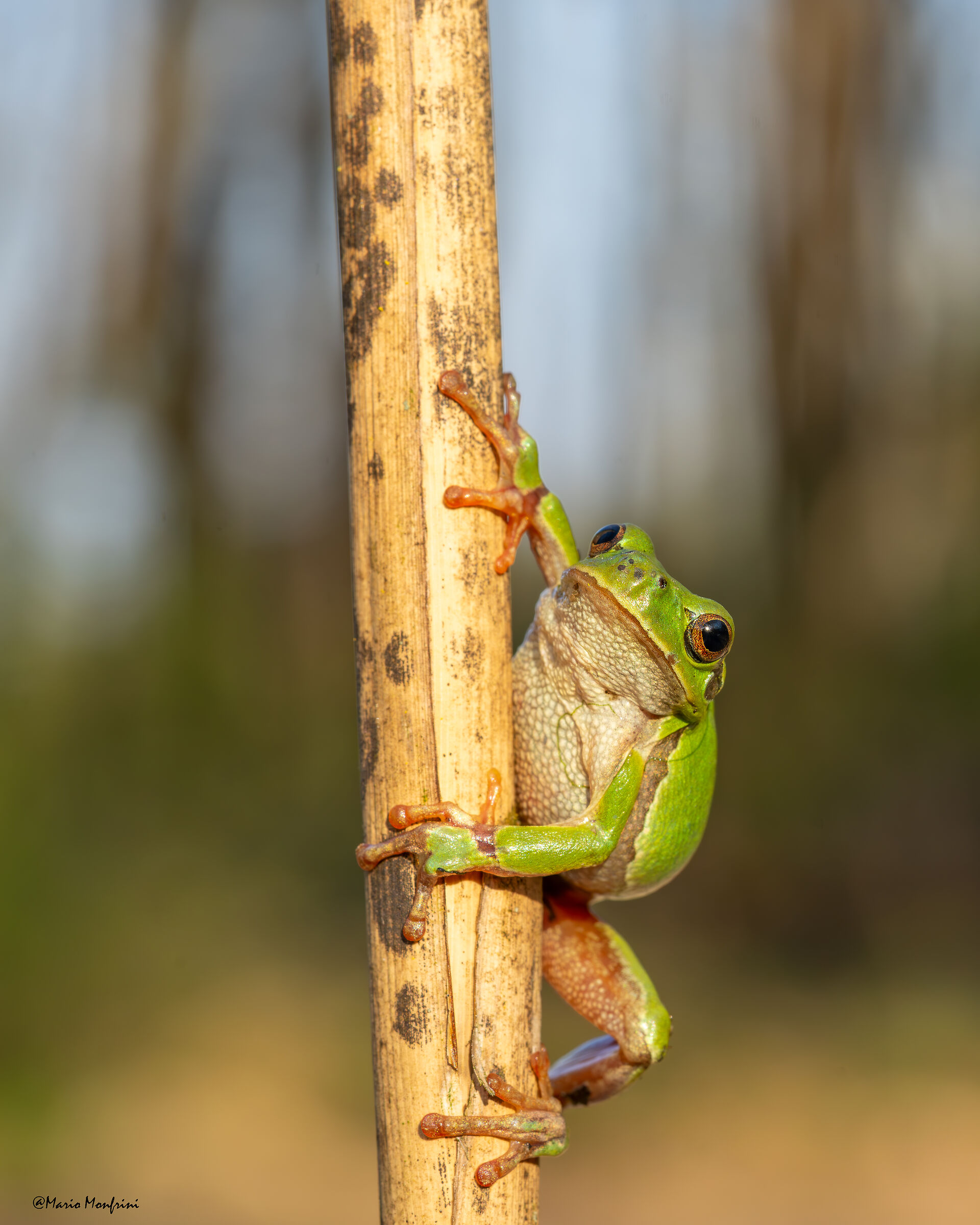 "La simpatica funambola"