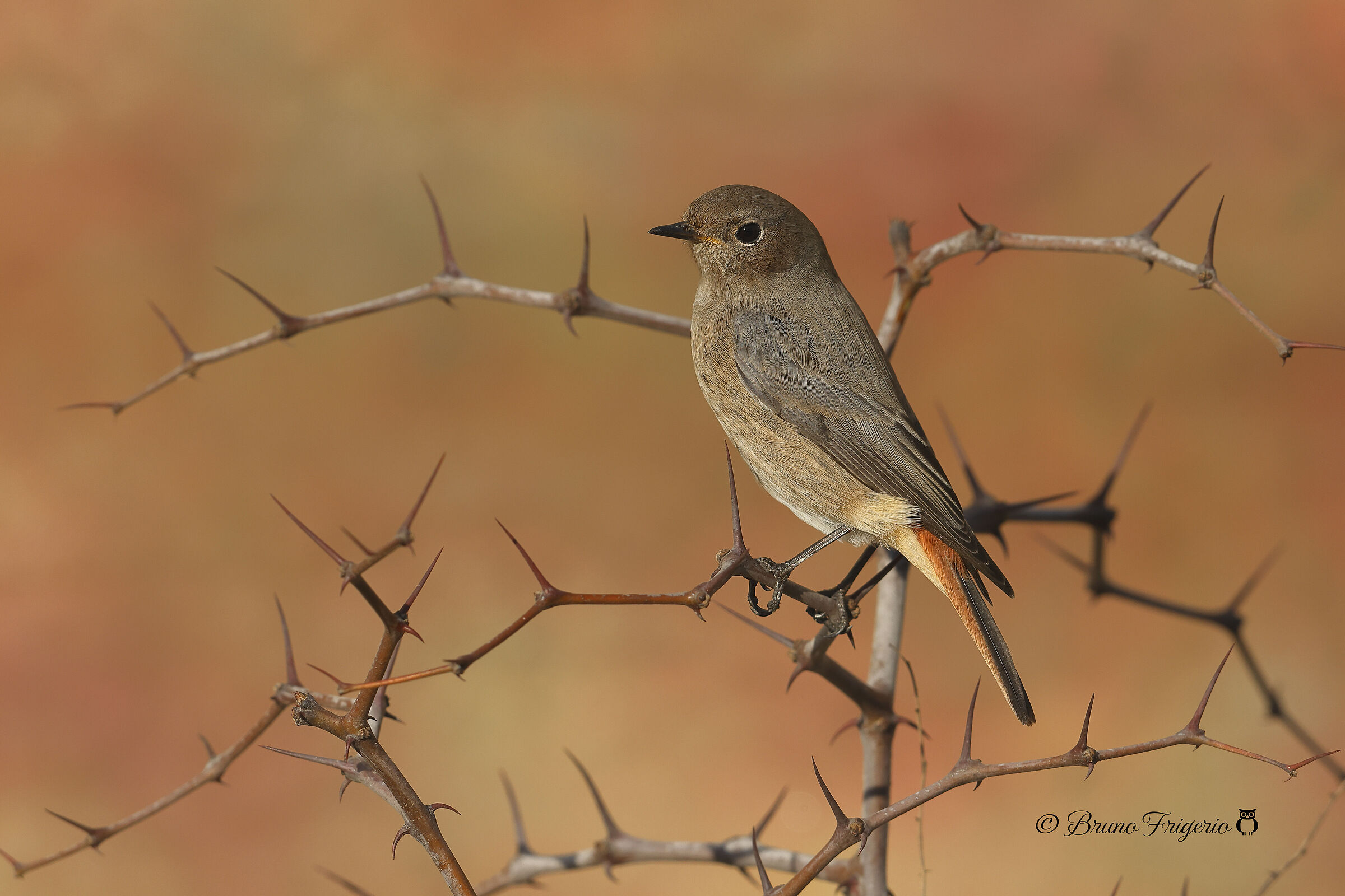FEMALE CHIMNEY SWEEP REDSTART