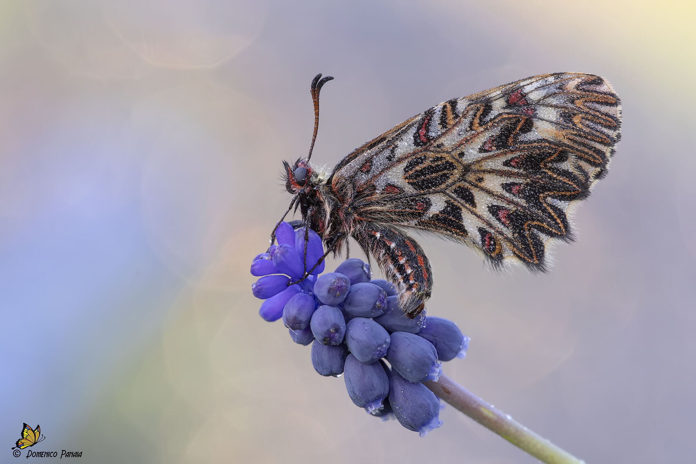 zerynthia polyxena