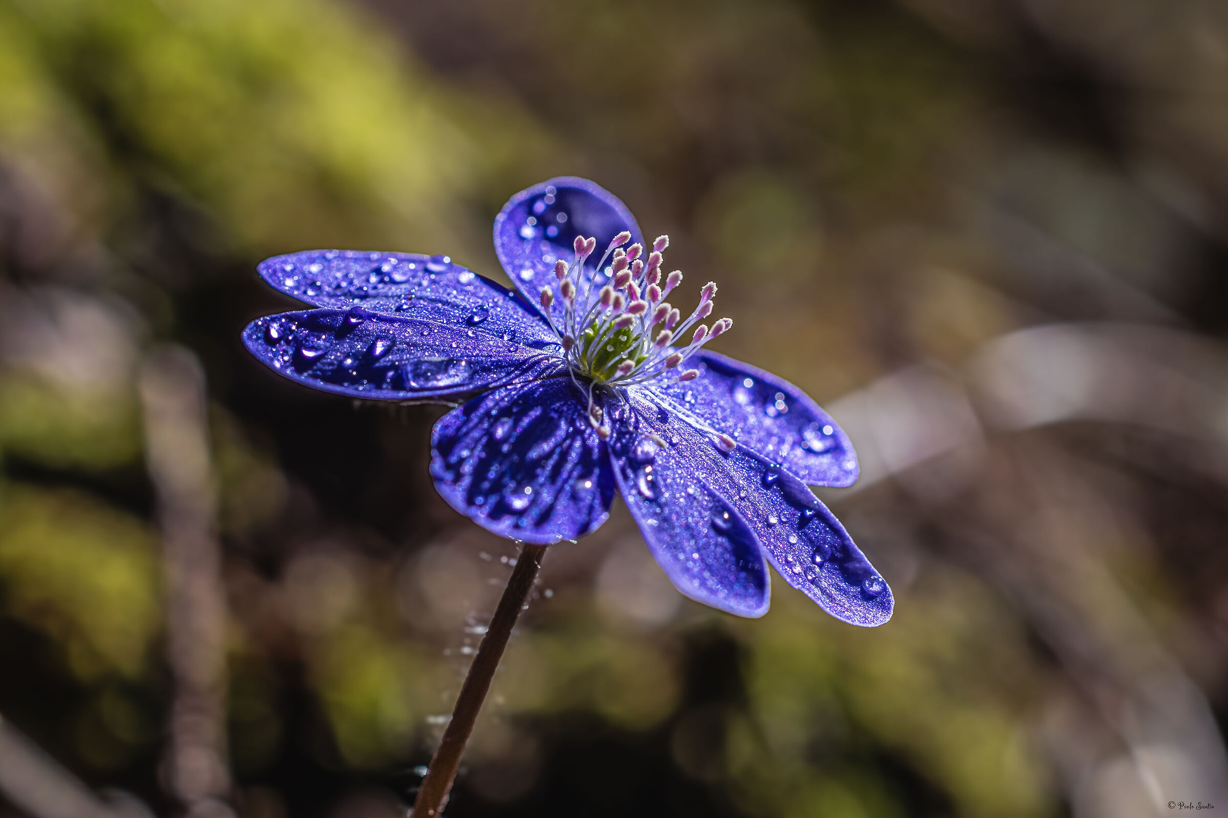 Trinity herb (Hepatica nobilis)