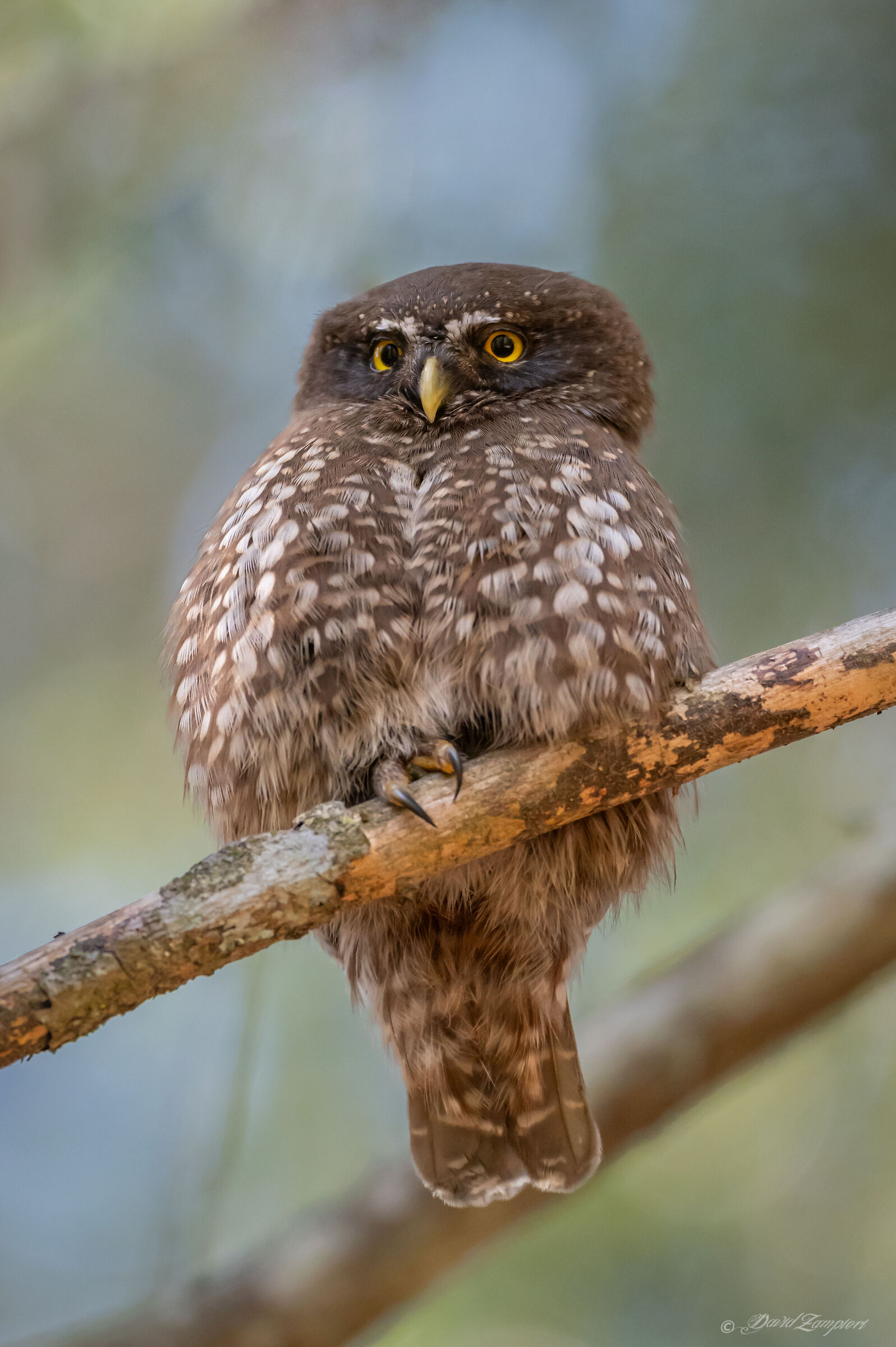 Dwarf Owl