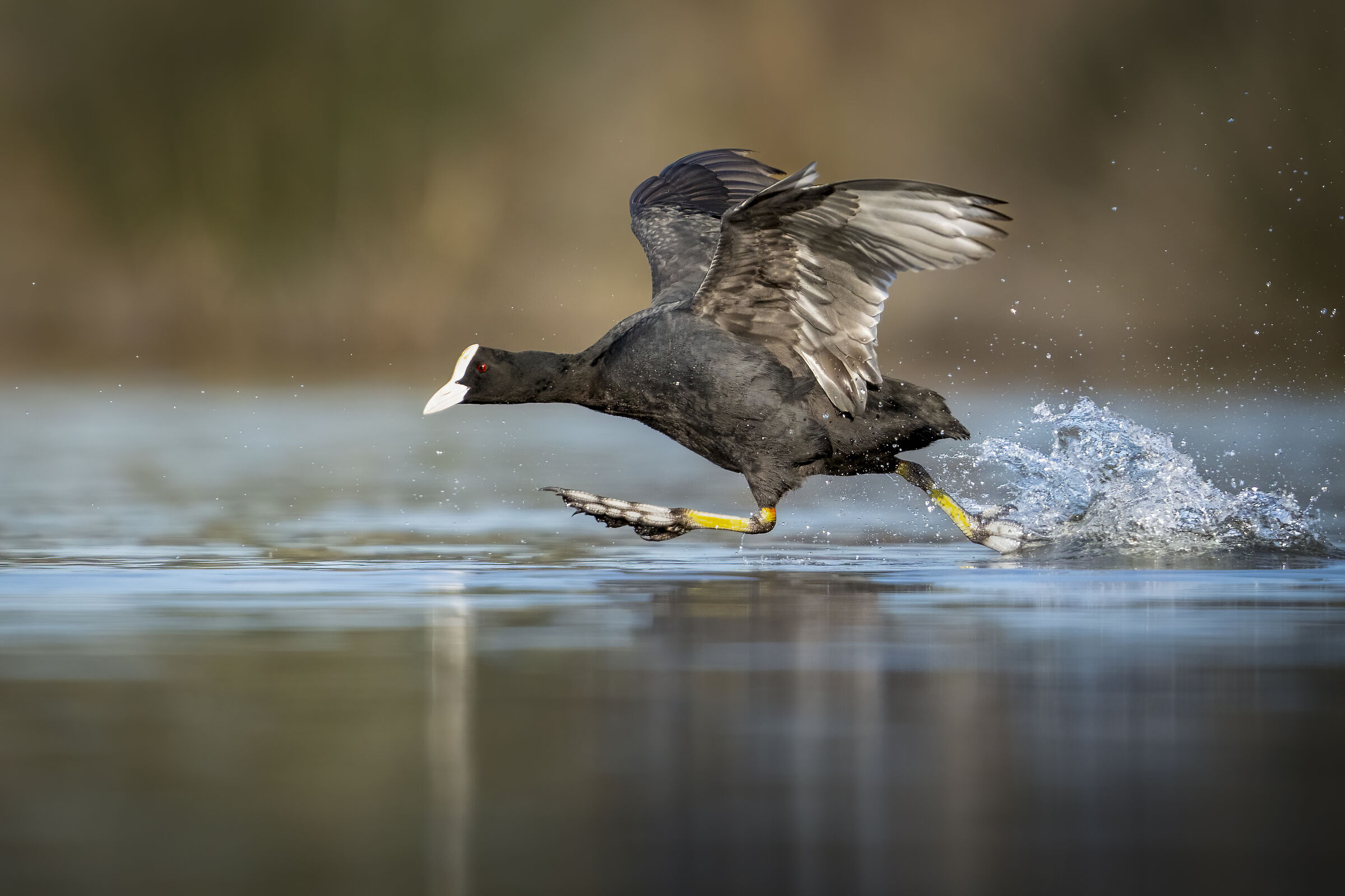 Coot (Fulica atra)