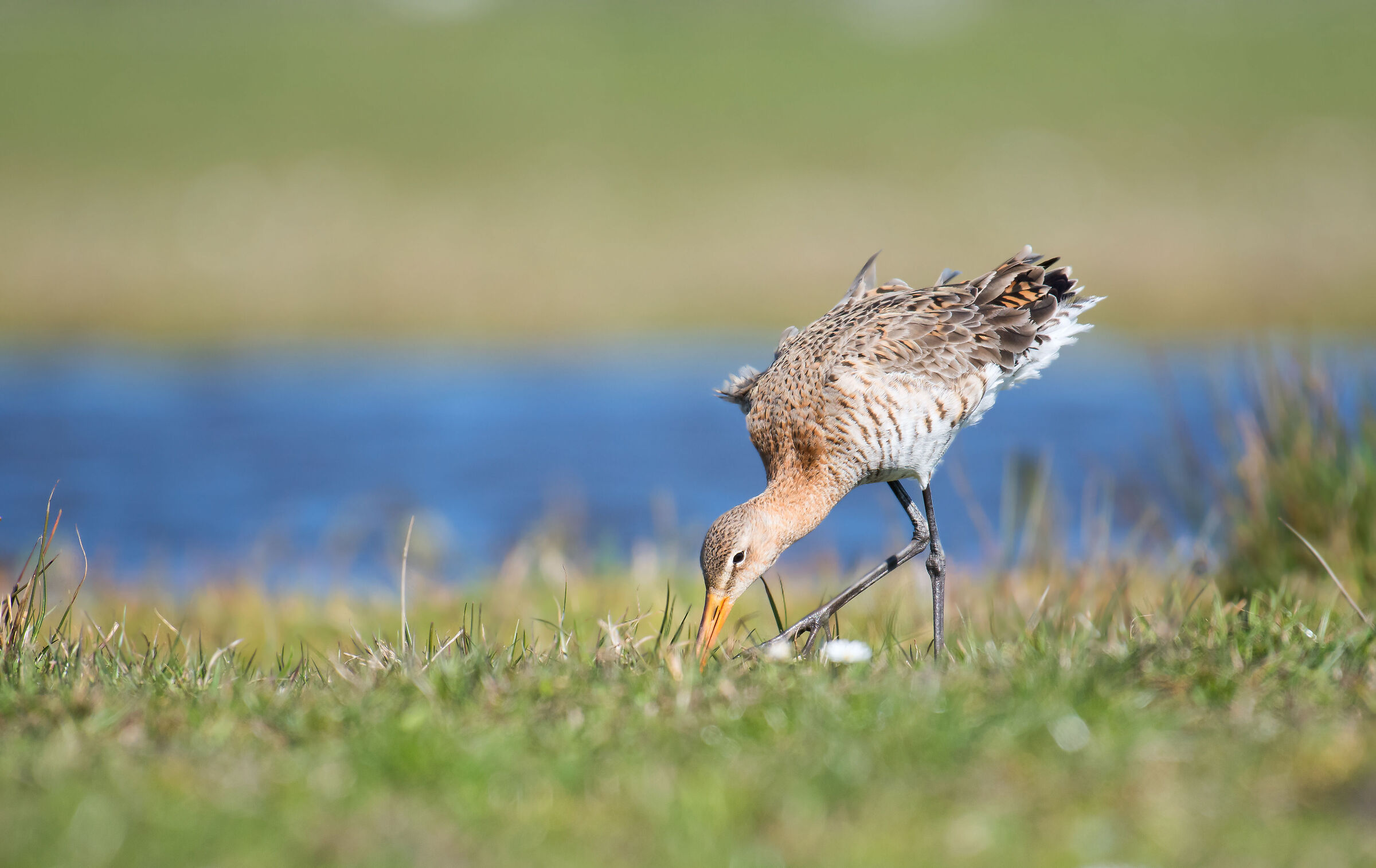 Black-tailed Godwit