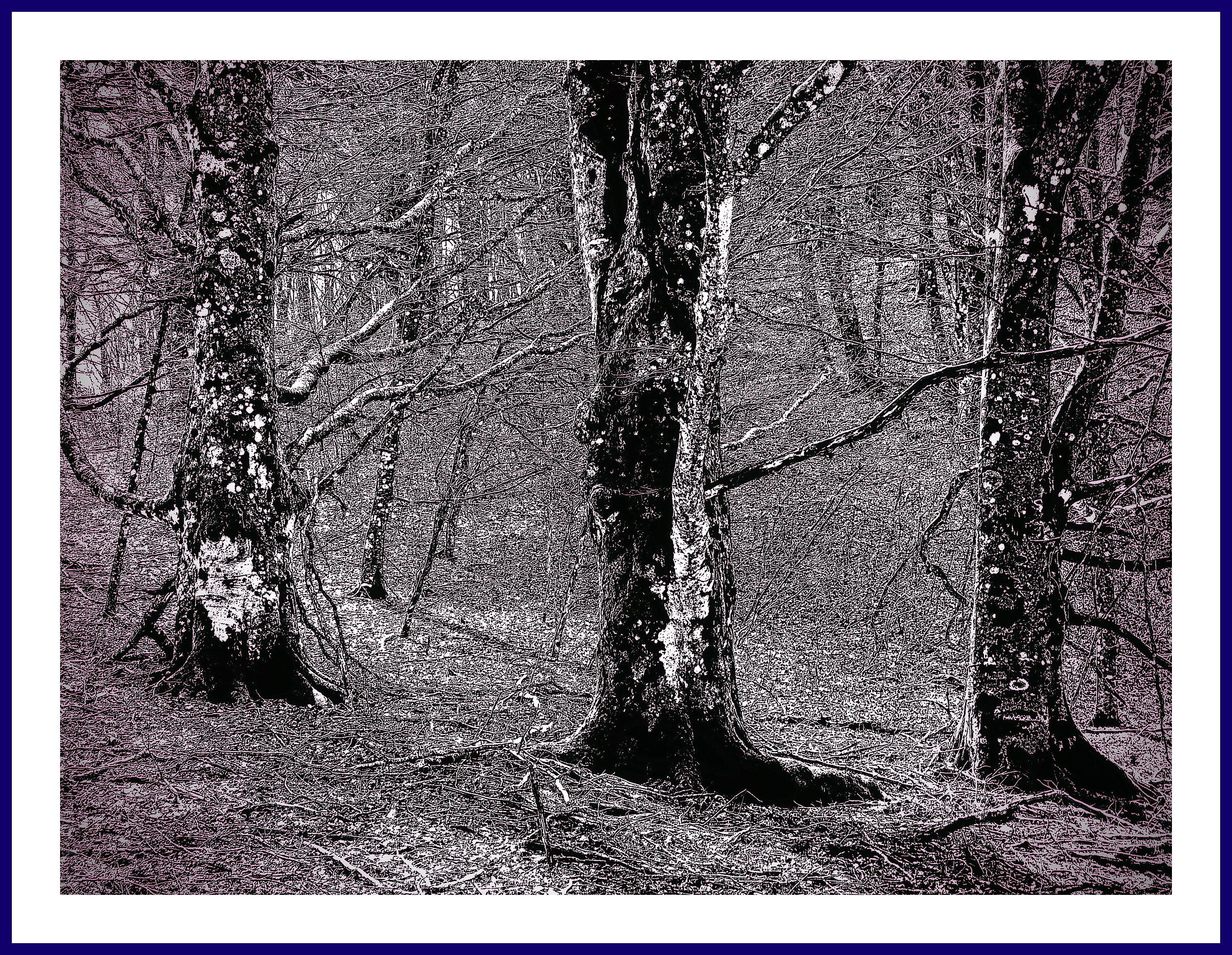 3 Wise Beeches