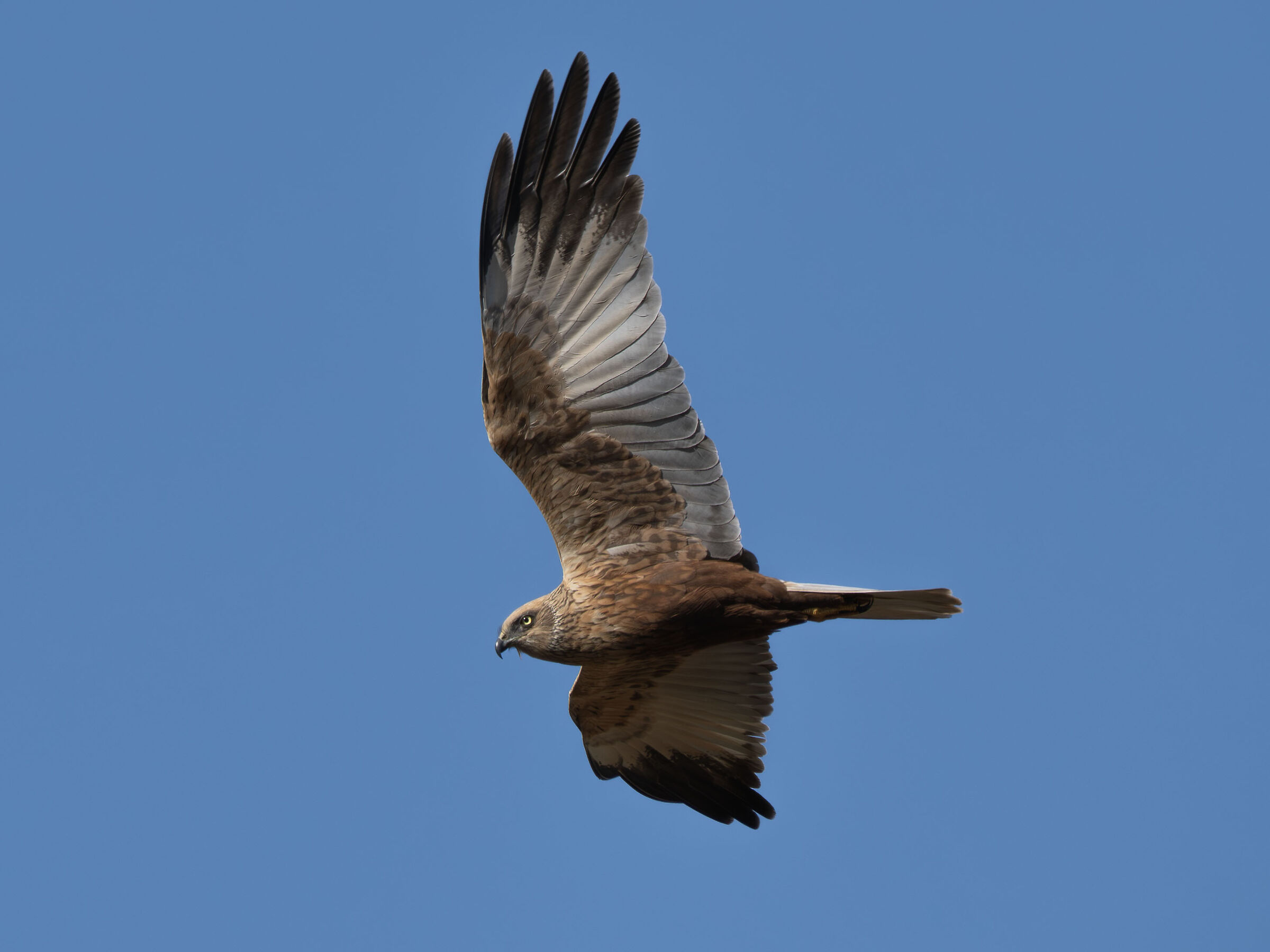 Marsh Harrier