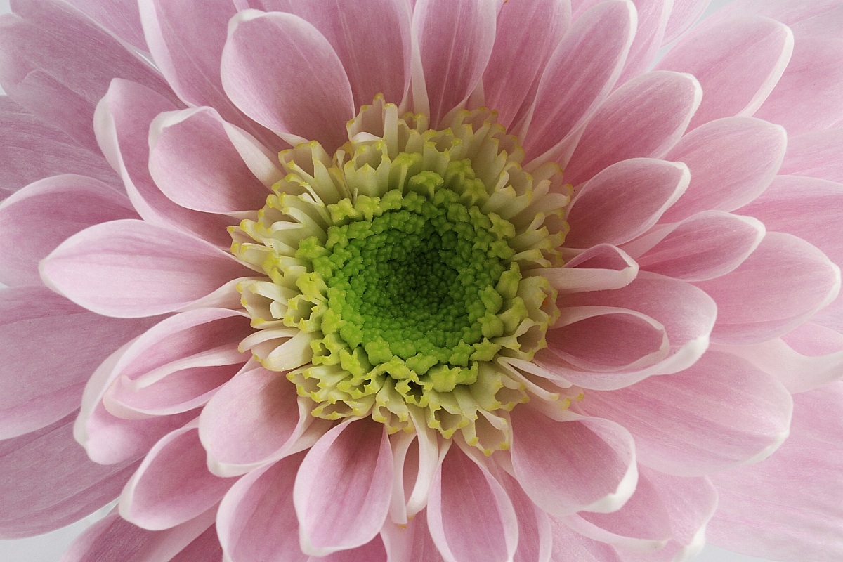 Gerbera rosa