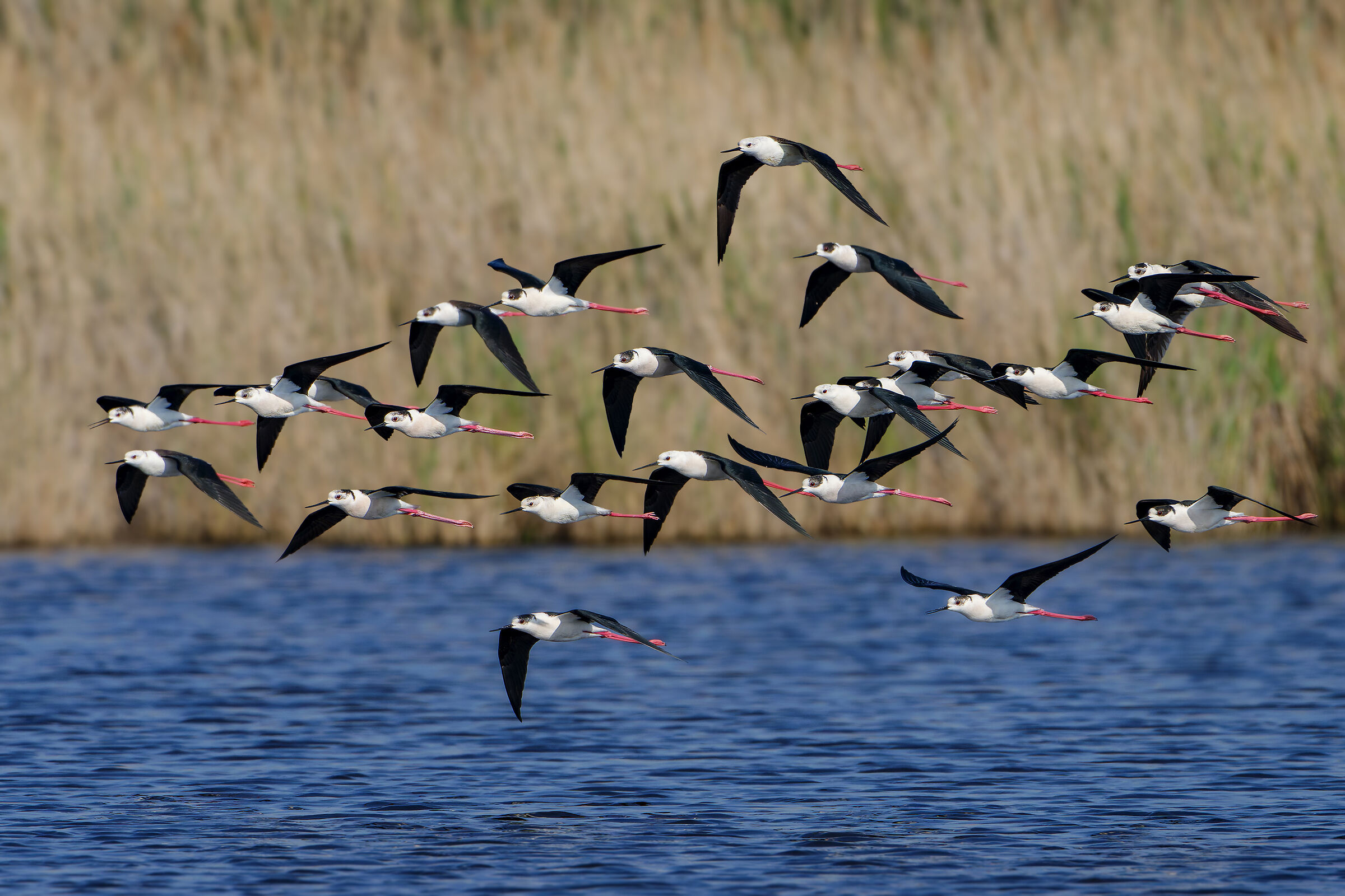 The migration of the Black-winged Stilts