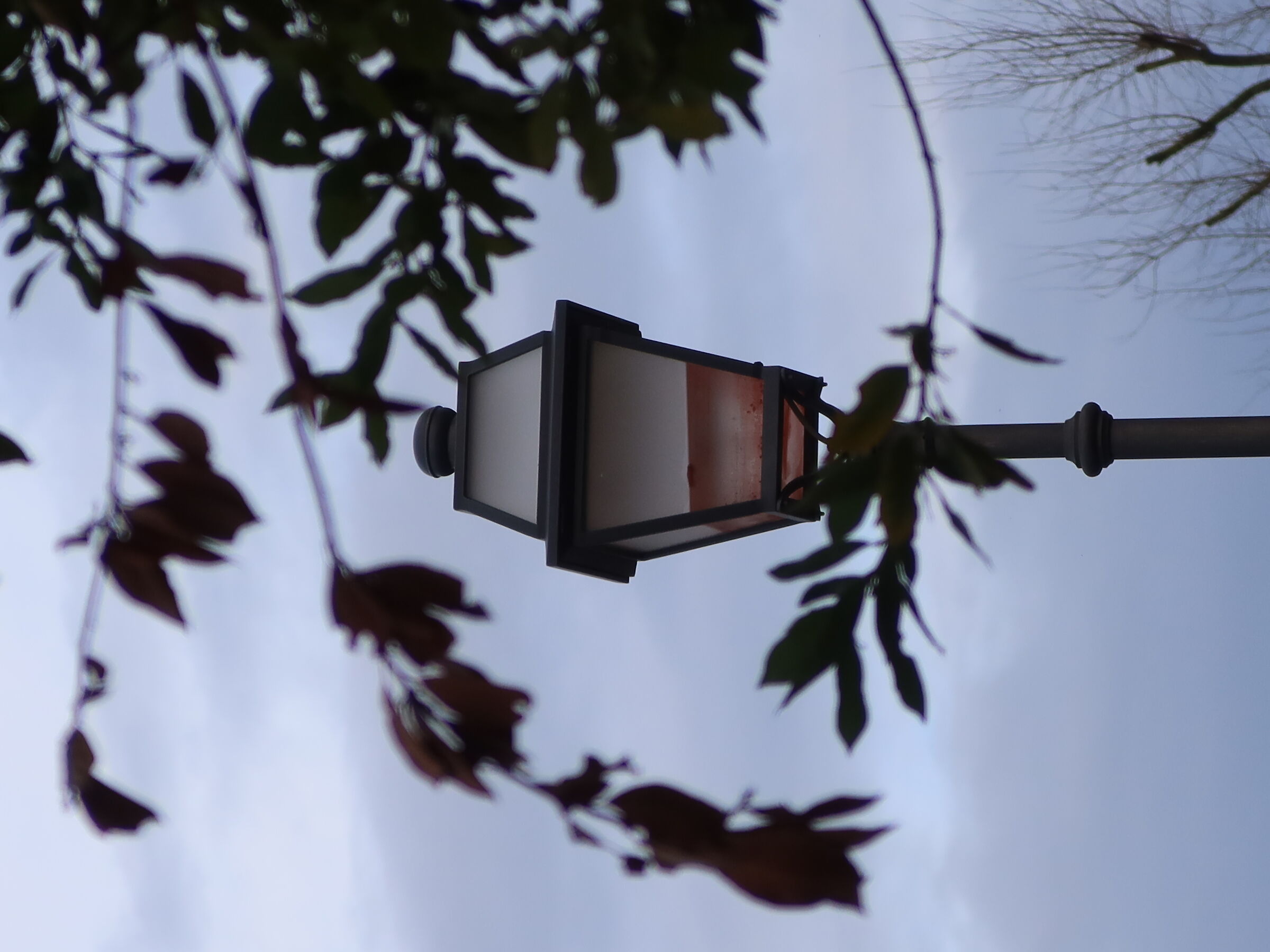 surrounded by branches