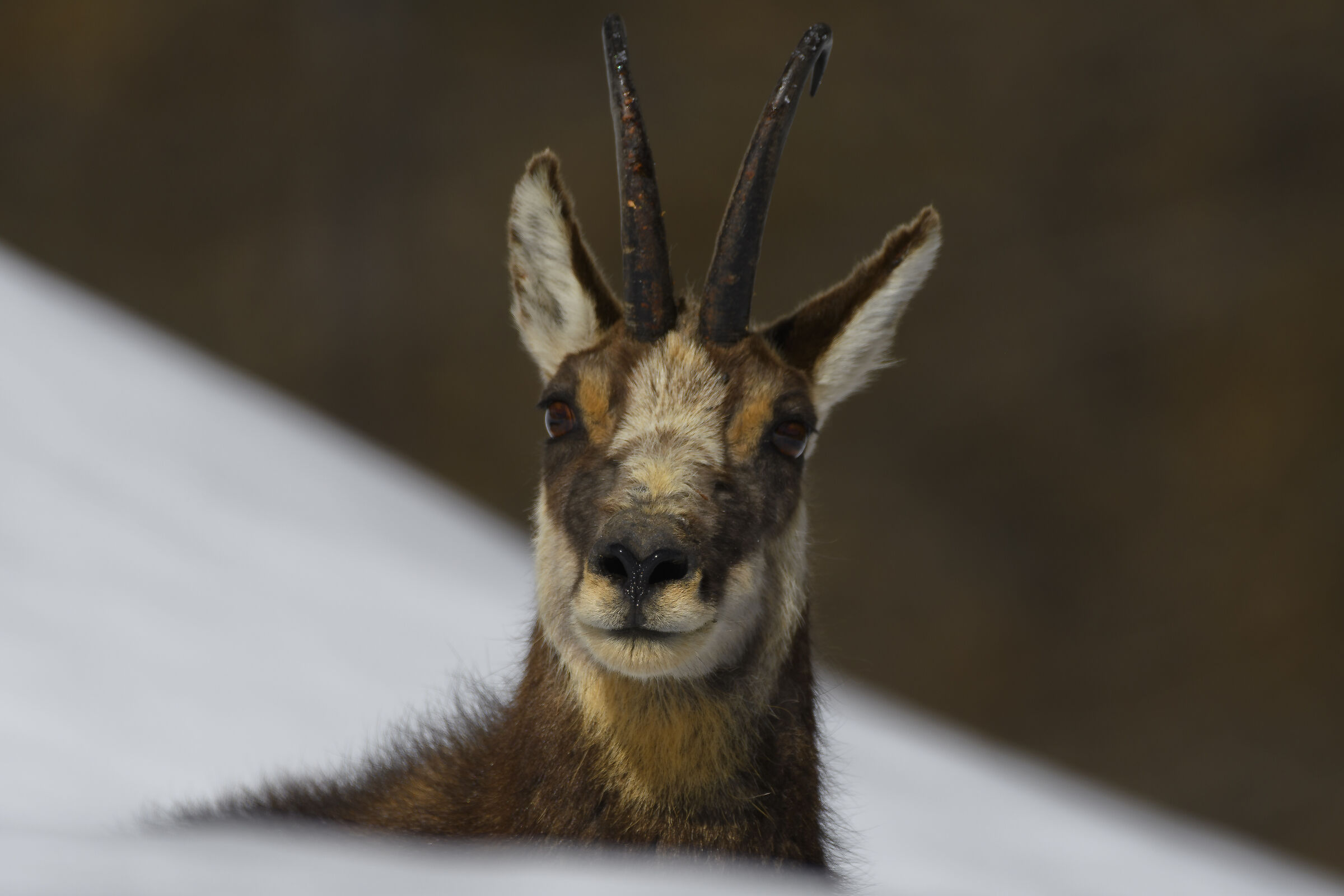 Magnificent creature
