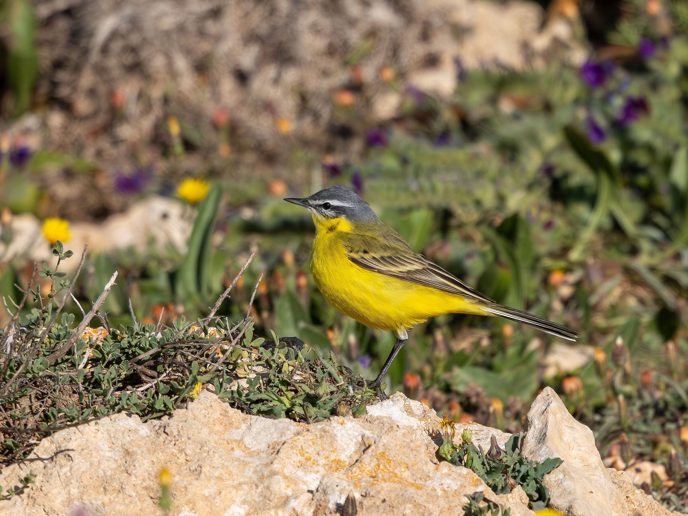 Wagtail