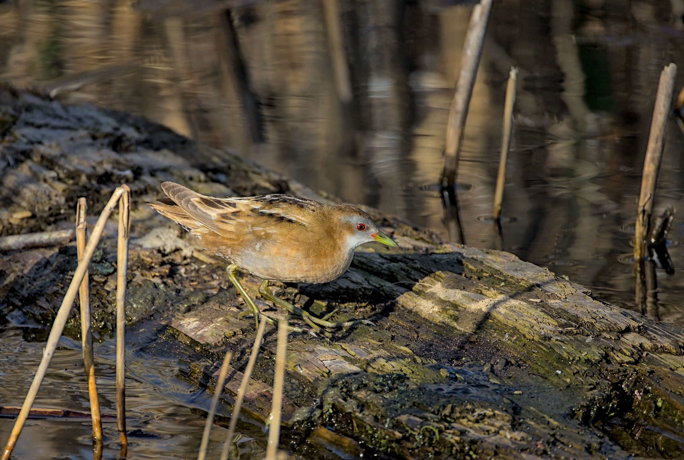 Little crake