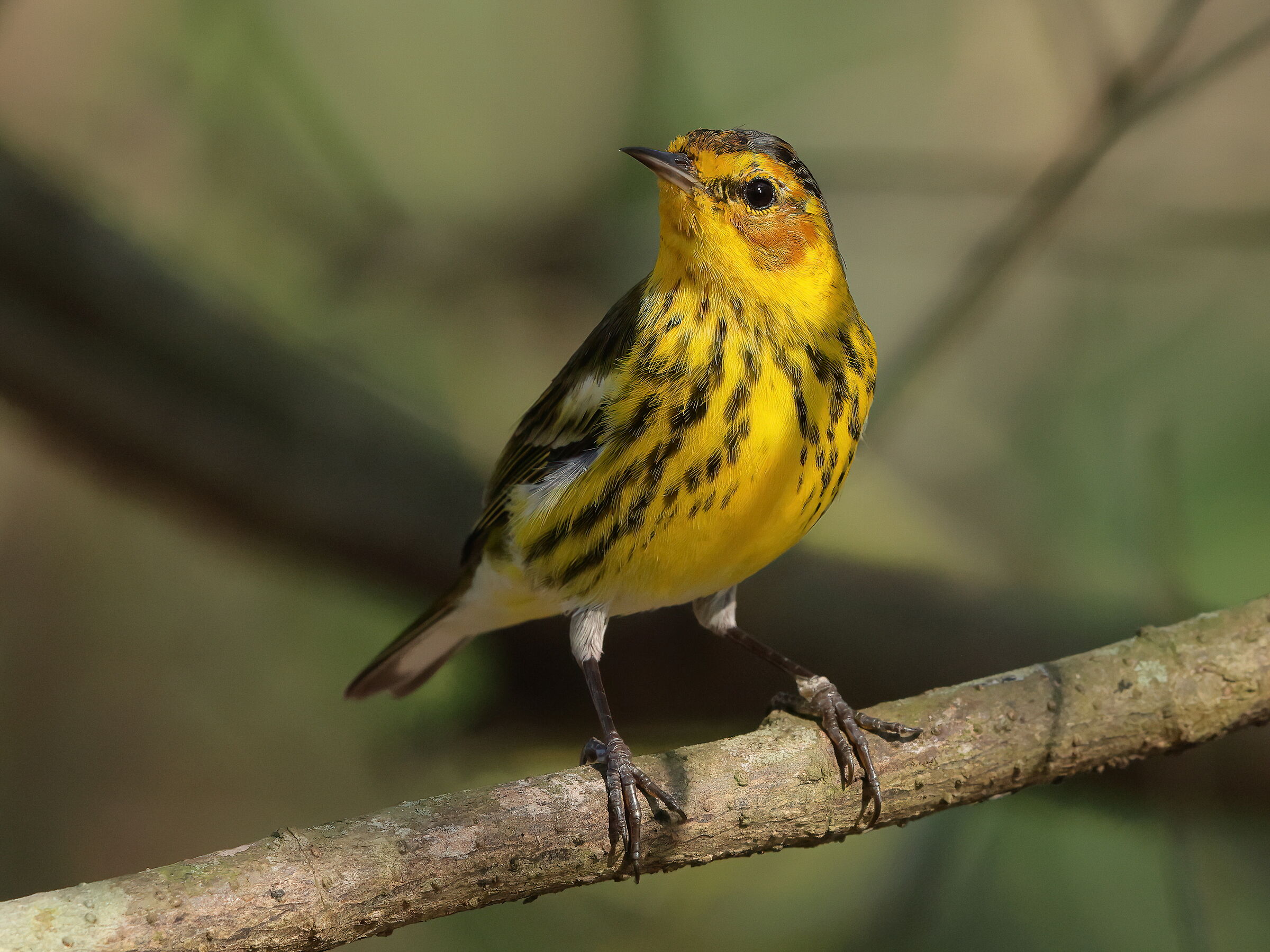 Cape May warbler