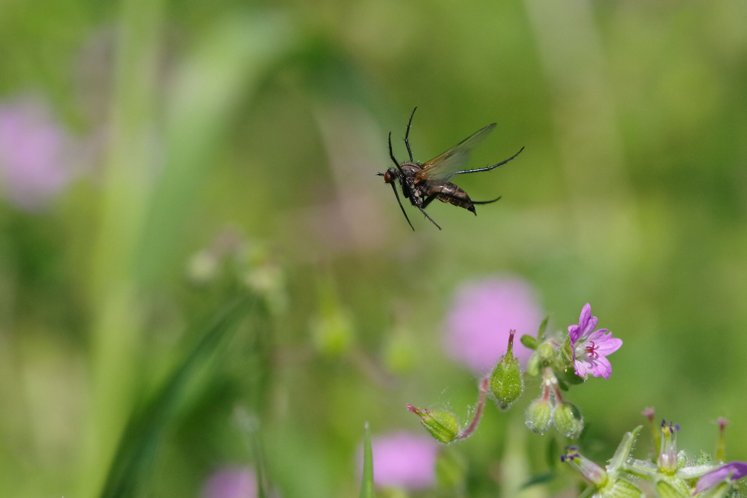 They Spoke in Flight