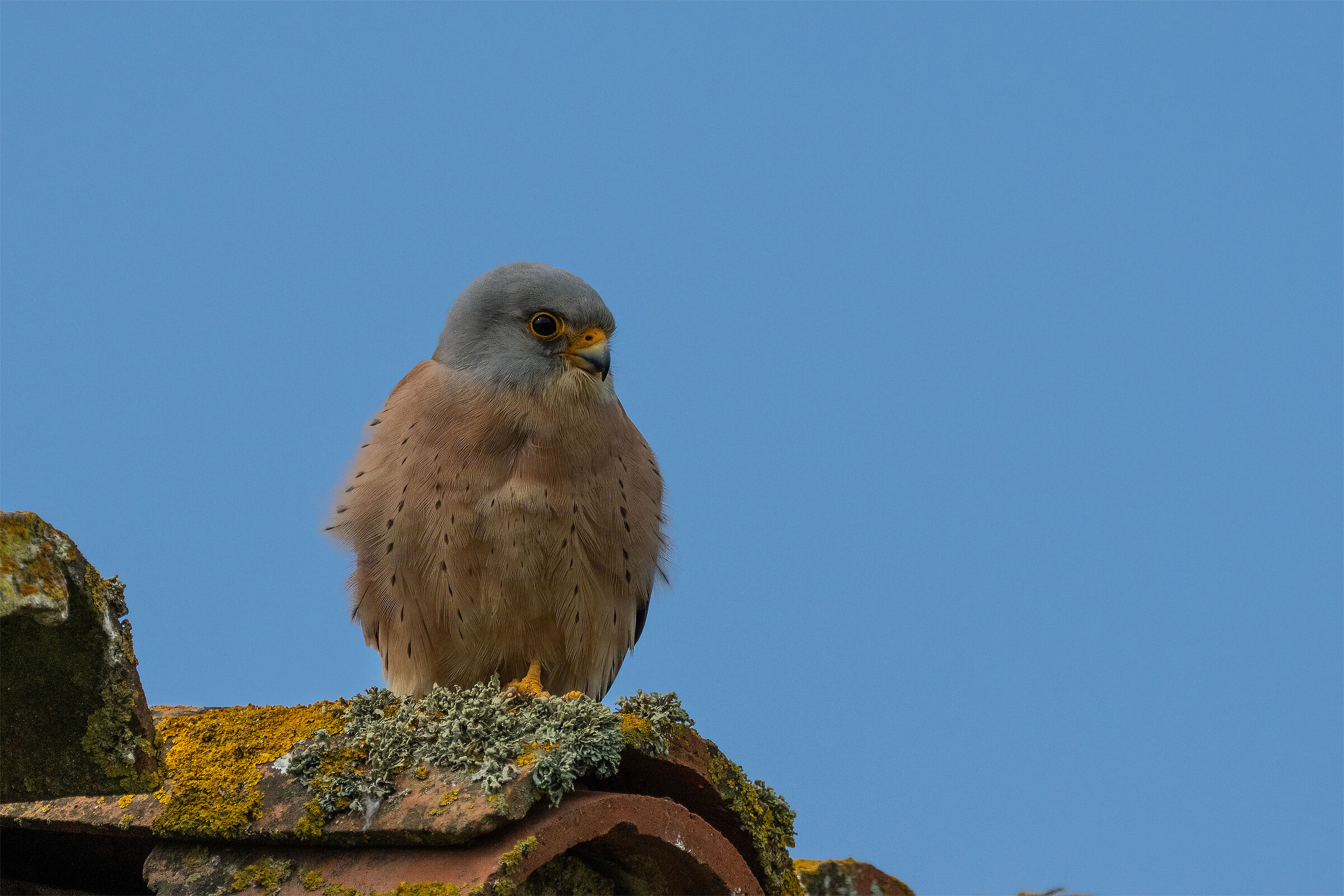 Male Lesser Kestrel