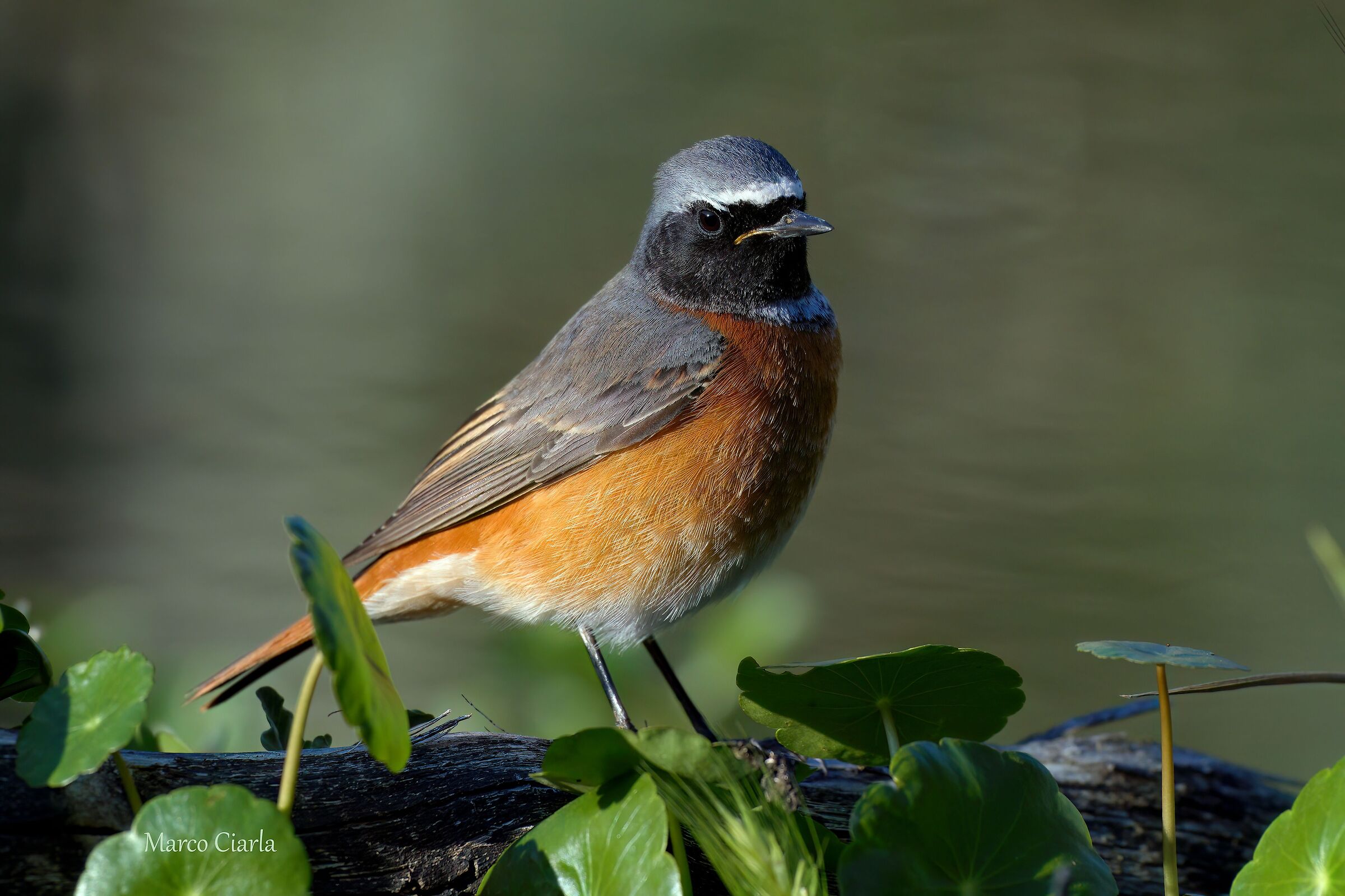 Codirosso (Phoenicurus phoenicurus )