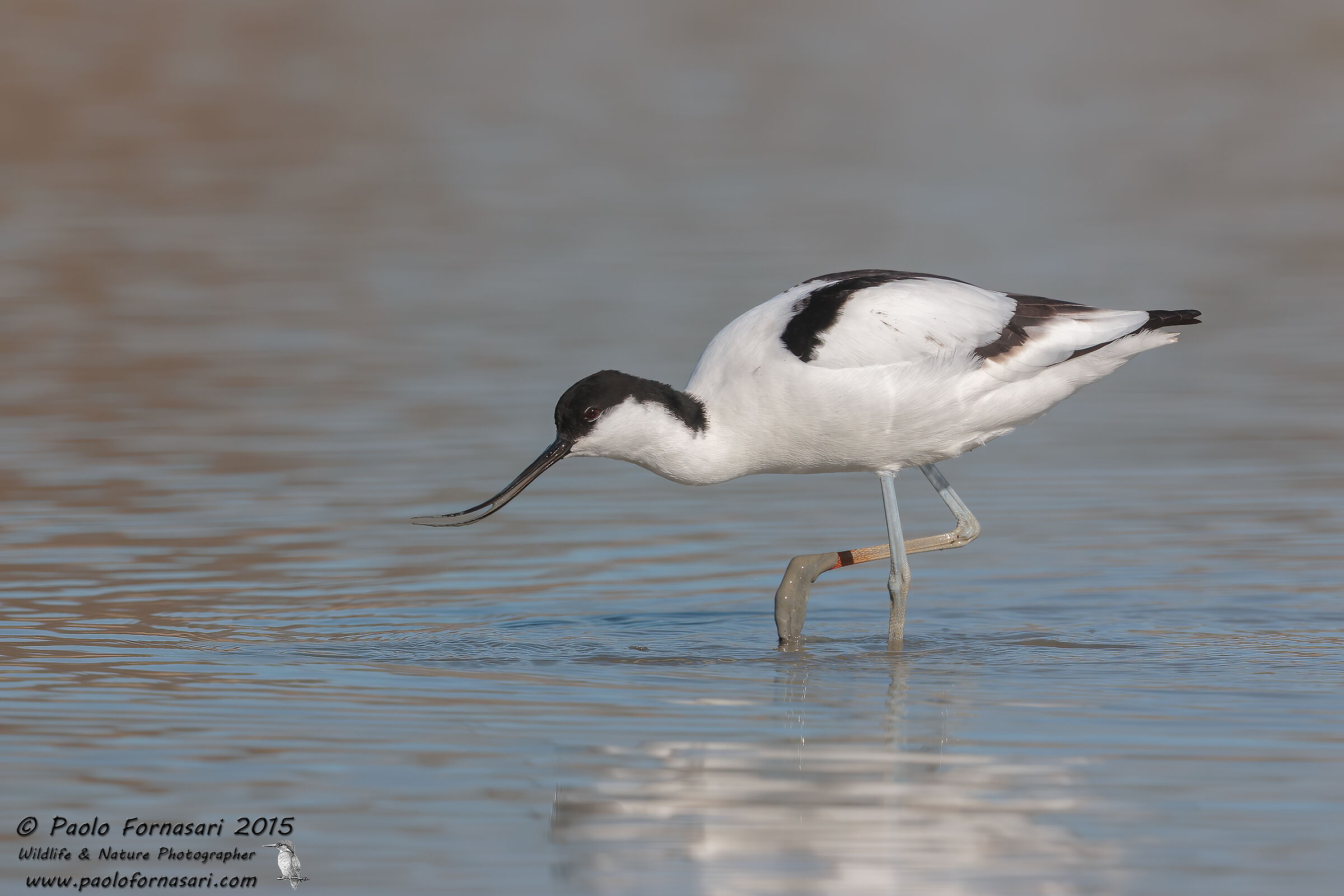 Avocet (Recurvirostra avosetta)