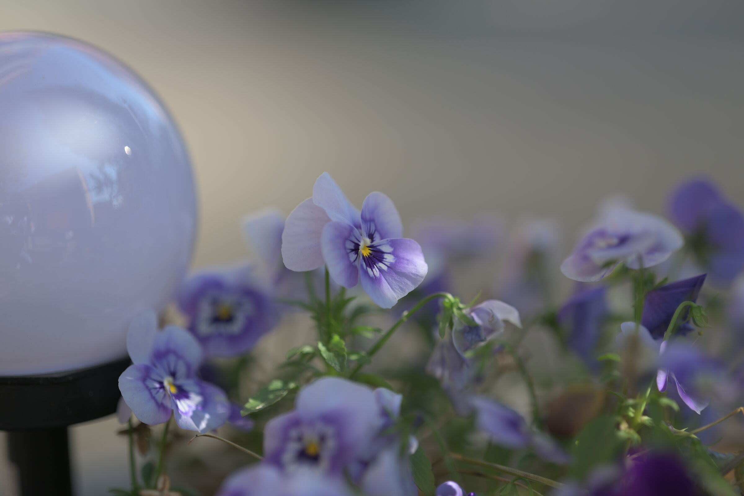 NKZ8 Violette
