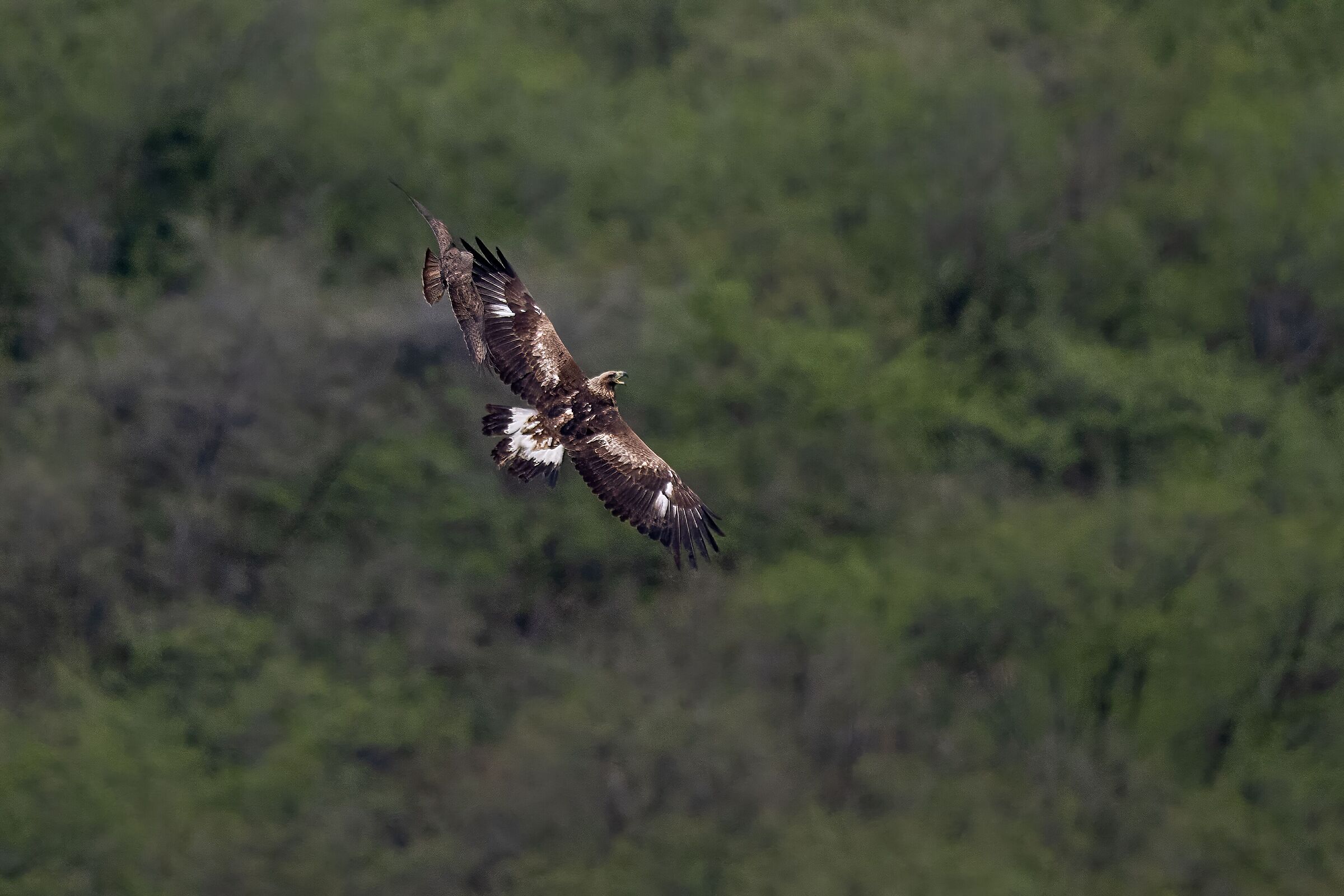 Eagle 2nd/3rd cy VS Buzzard