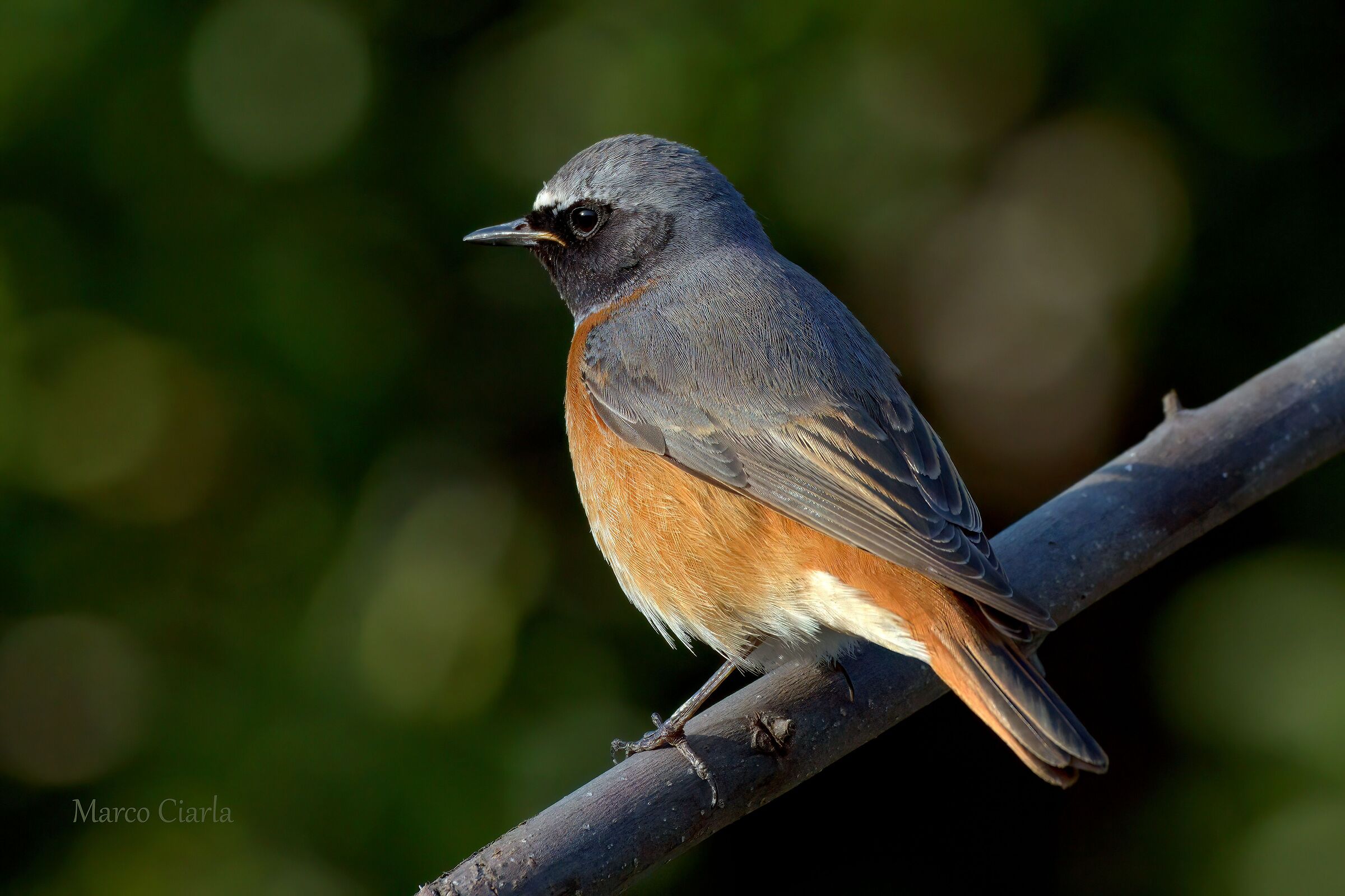 Codirosso (Phoenicurus phoenicurus )